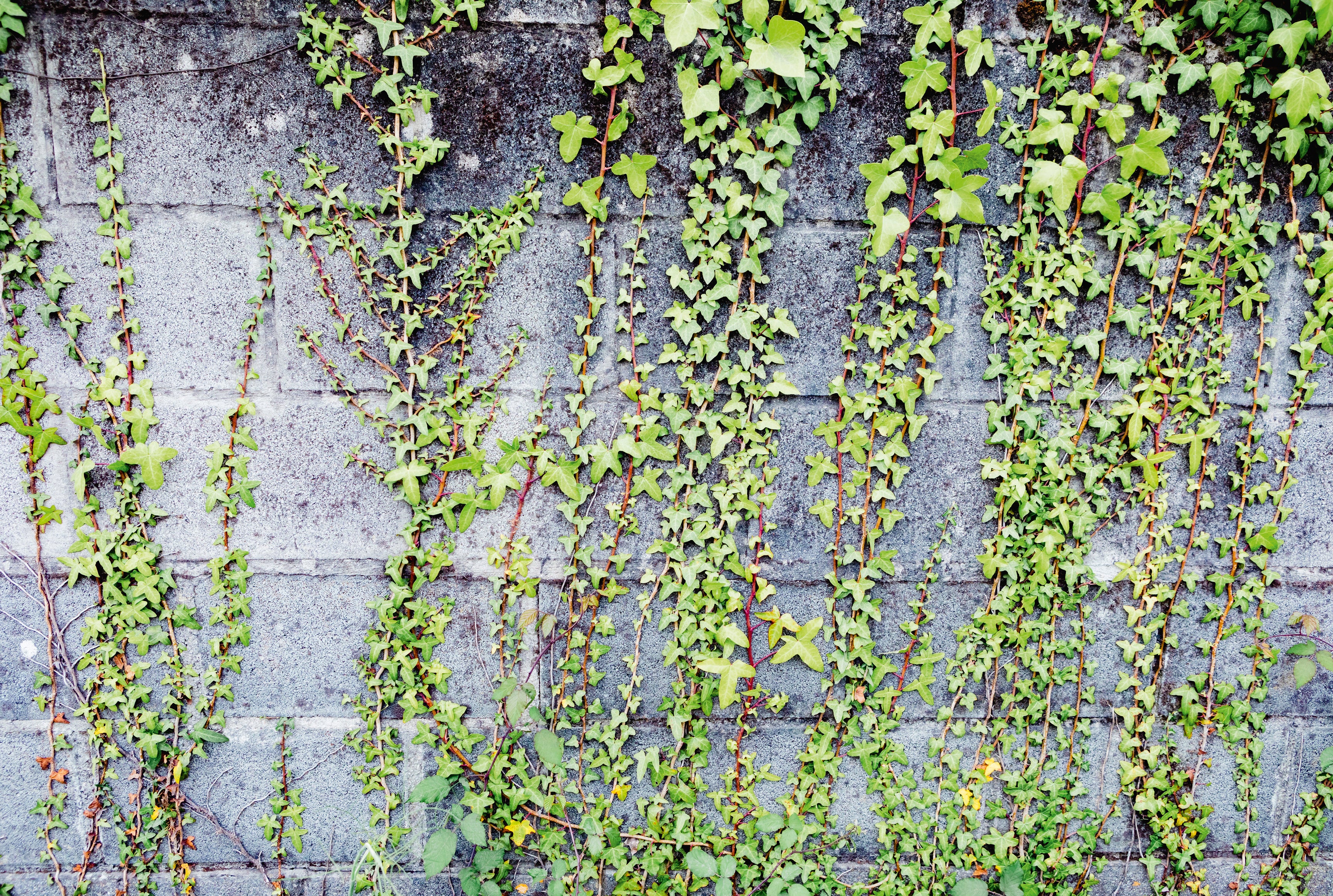 Wall climbers