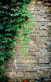 Wallgrowth