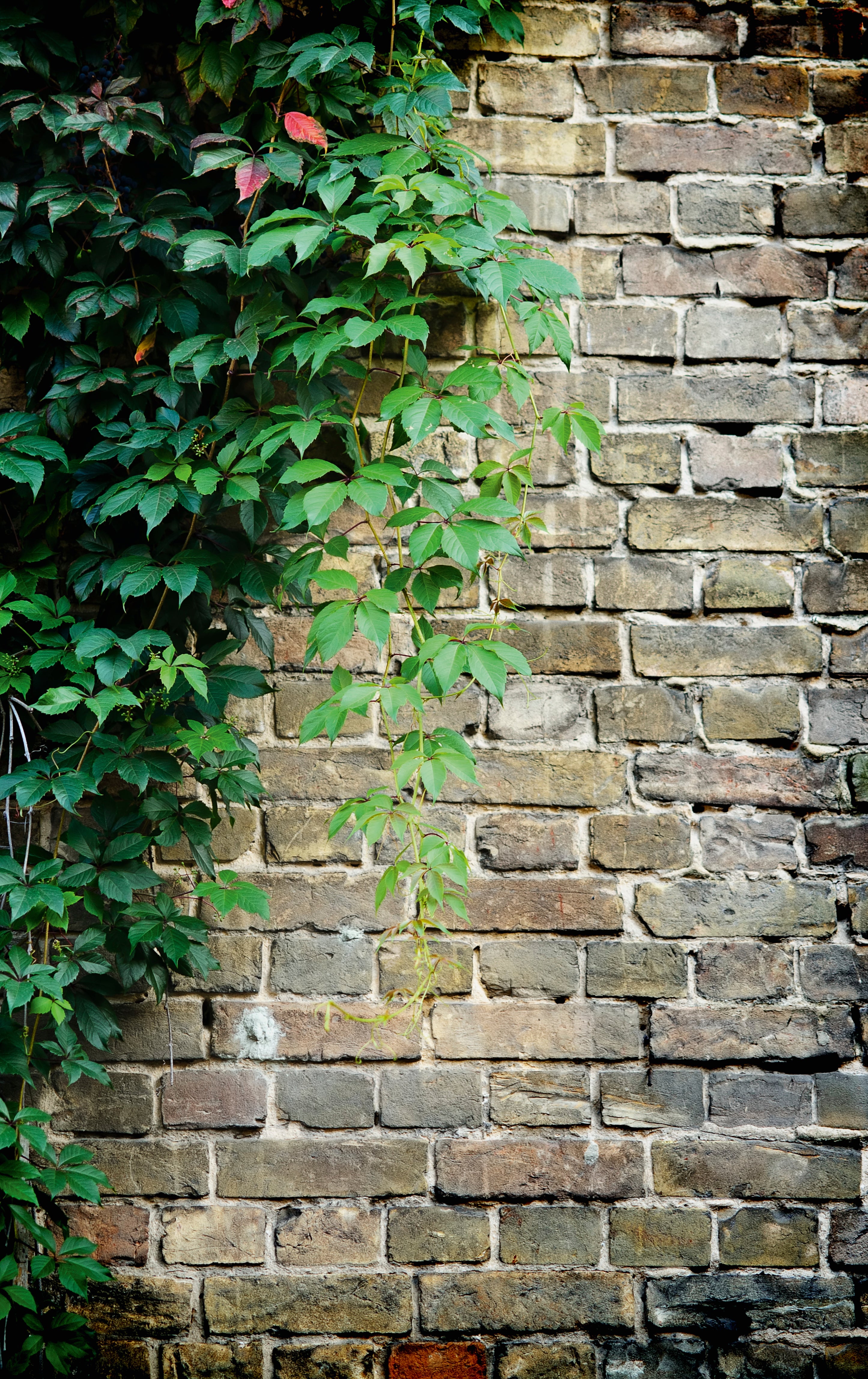 Wallgrowth