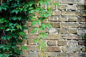 Wallgrowth