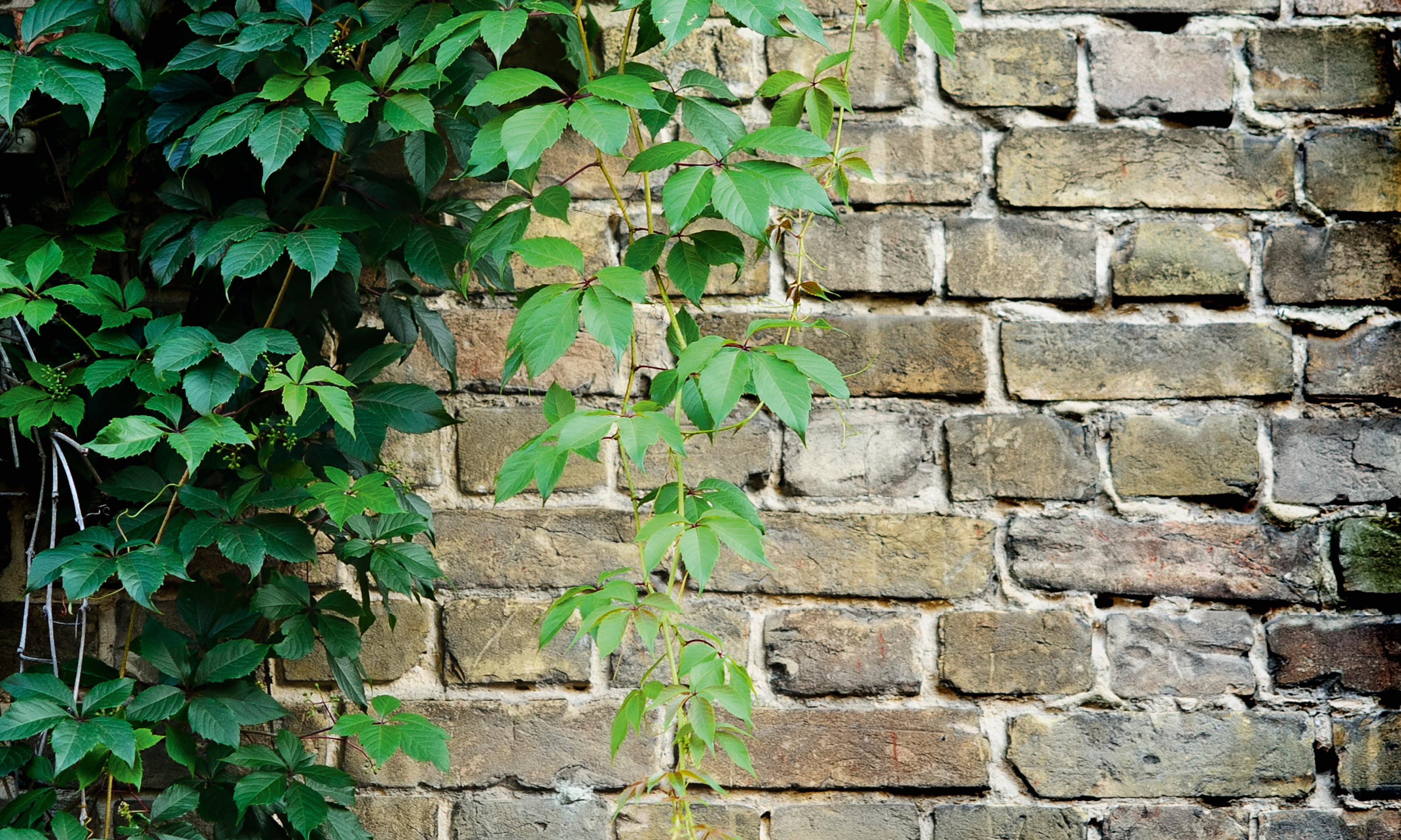 Wallgrowth-120x80cm.jpg