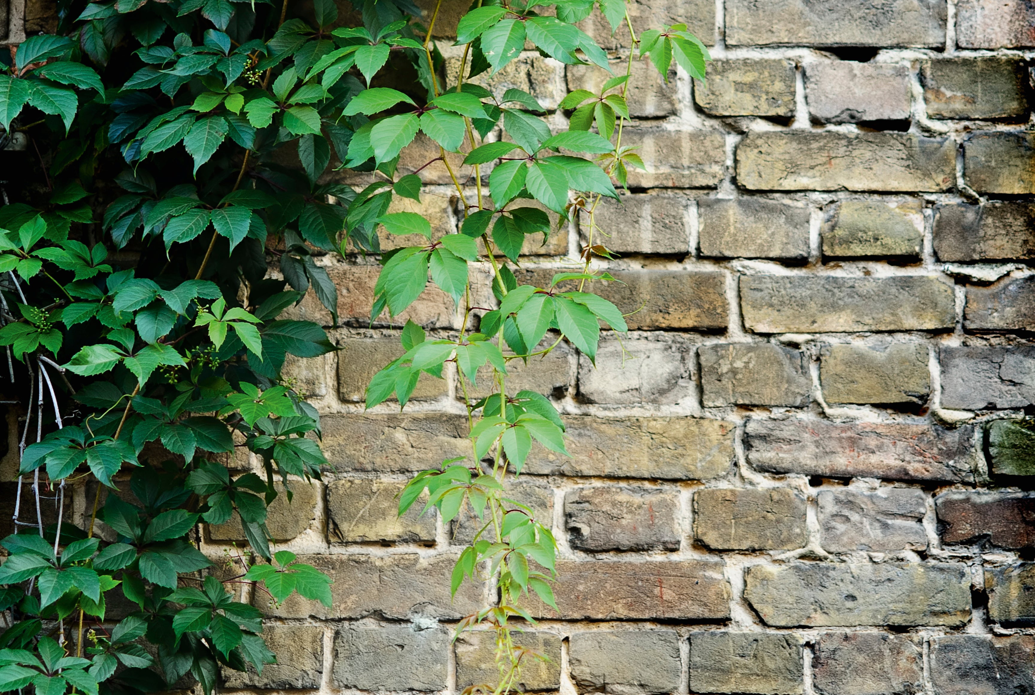 Wallgrowth