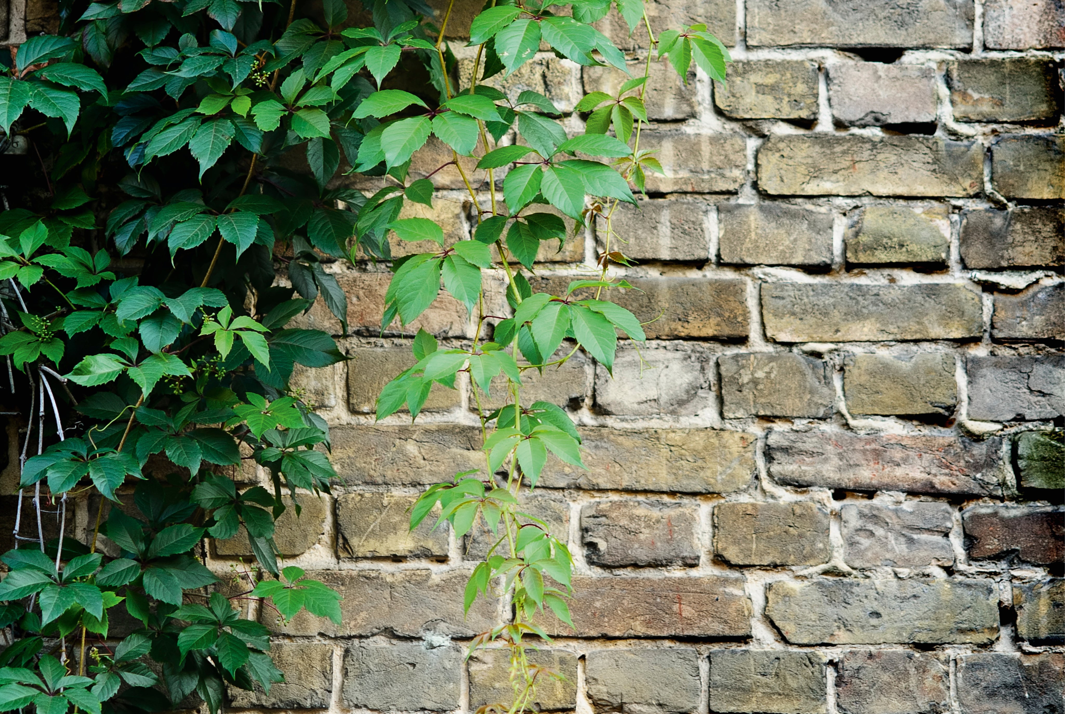 Wallgrowth