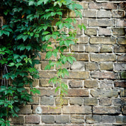 Wallgrowth