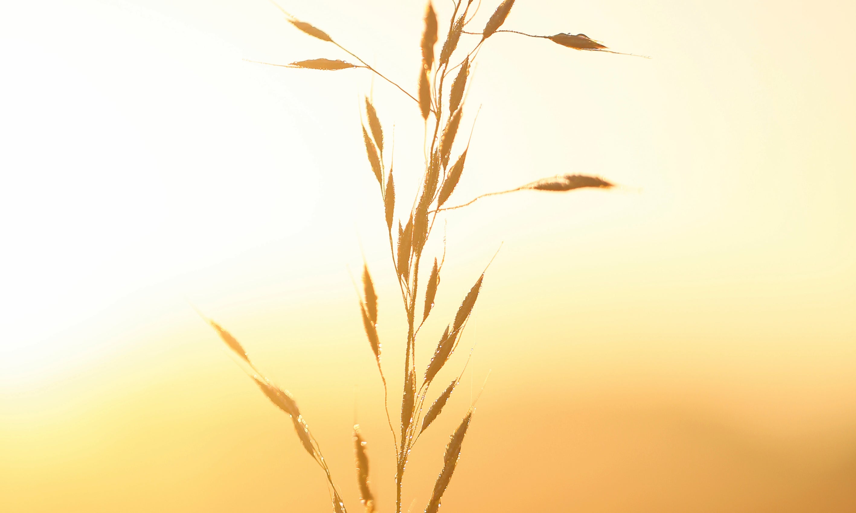 Waltzofthewheat-100x150cm.jpg