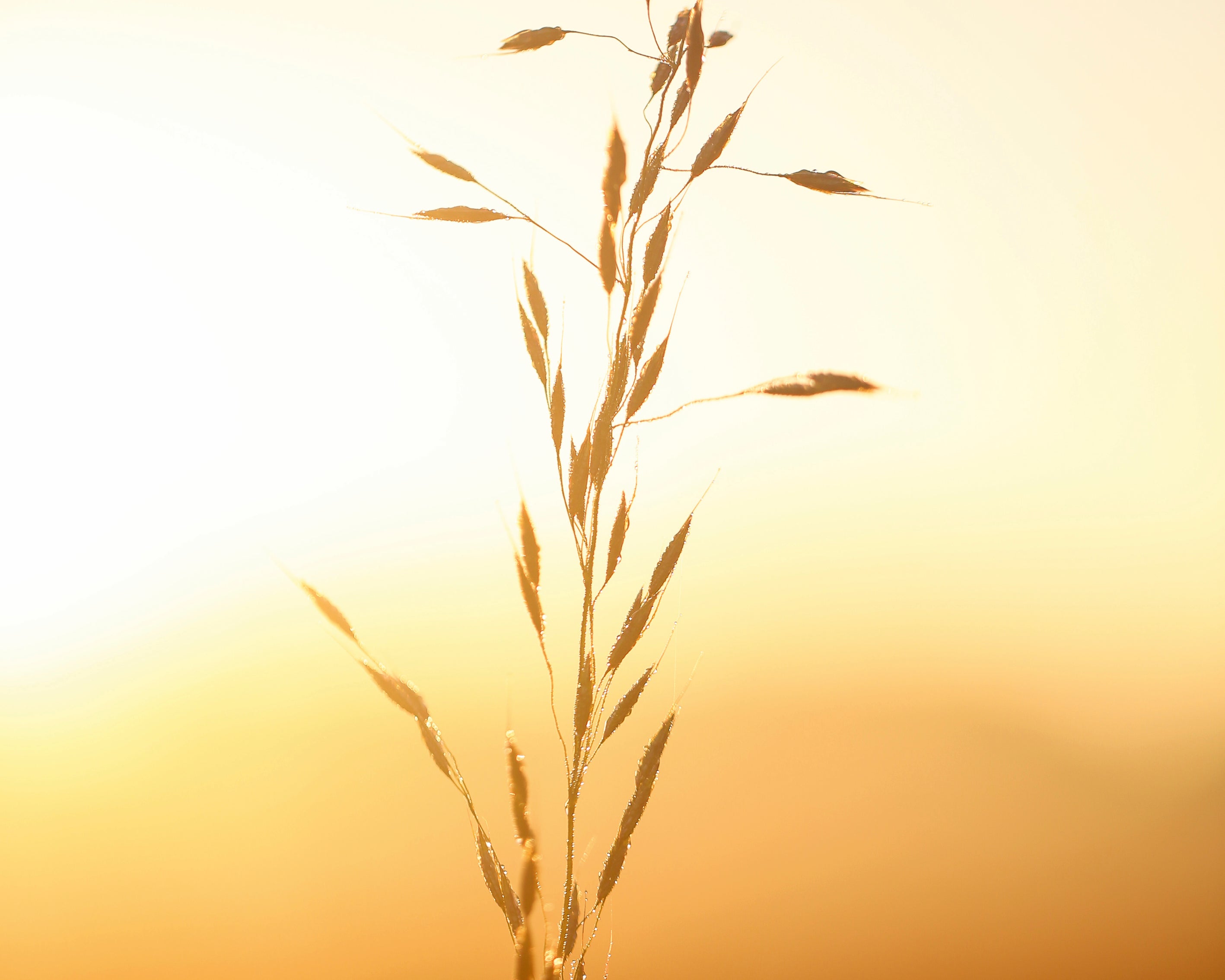Waltzofthewheat-100x150cm.jpg