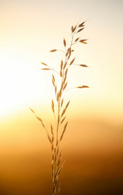 Waltz of the wheat