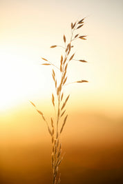 Waltz of the wheat