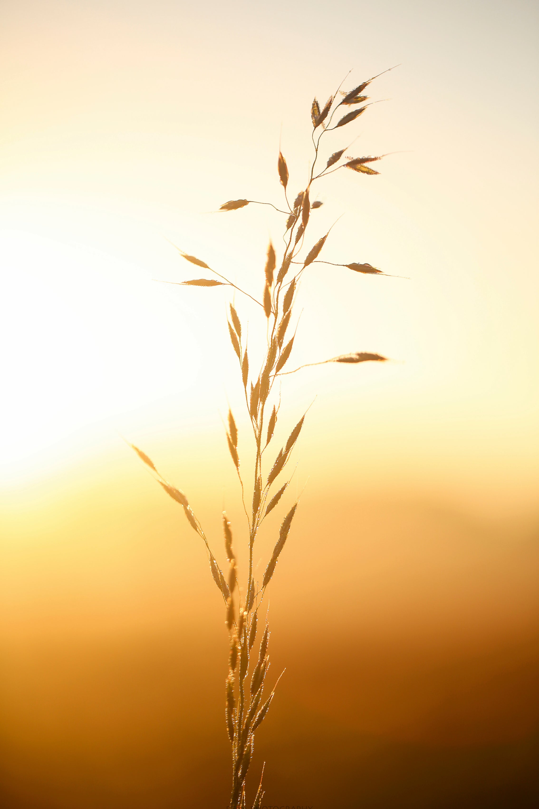 Waltz of the wheat