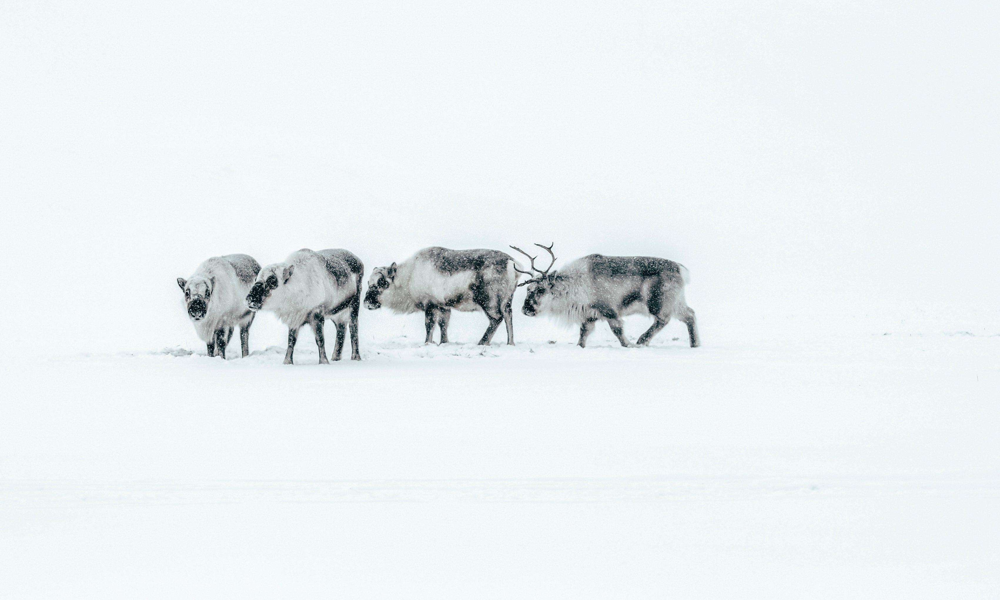 WanderersoftheNorth-120x80cm.jpg