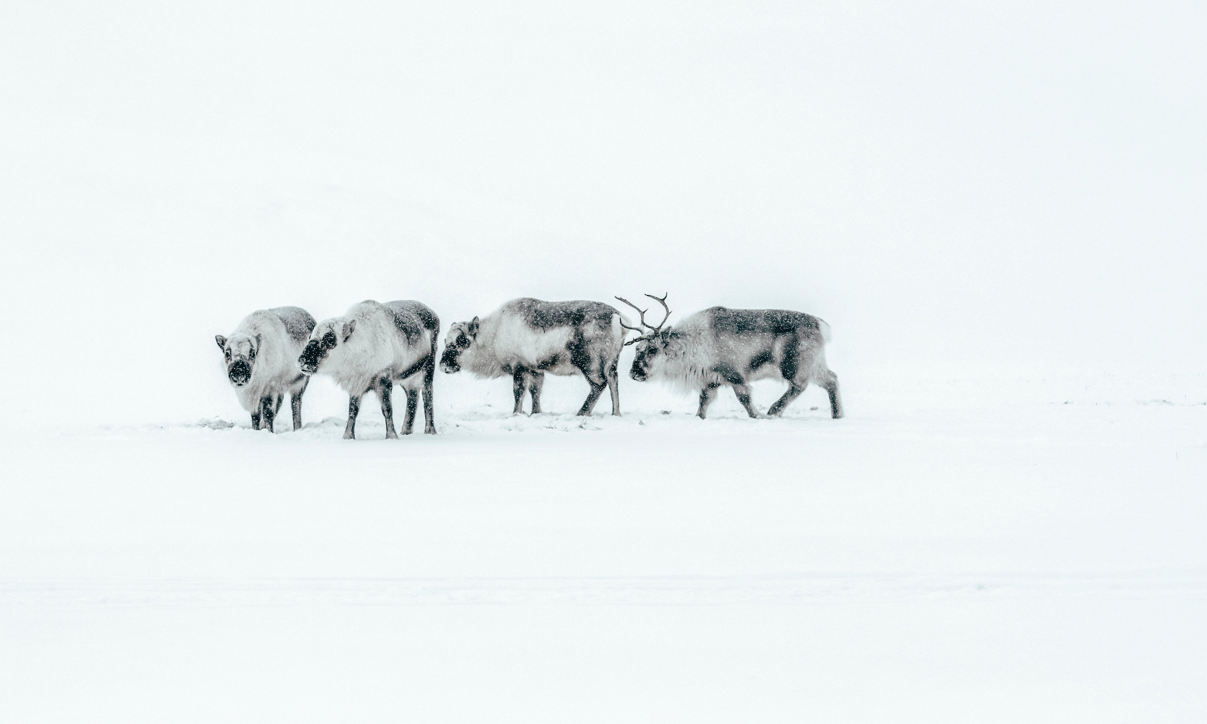 WanderersoftheNorth-150x100cm.jpg