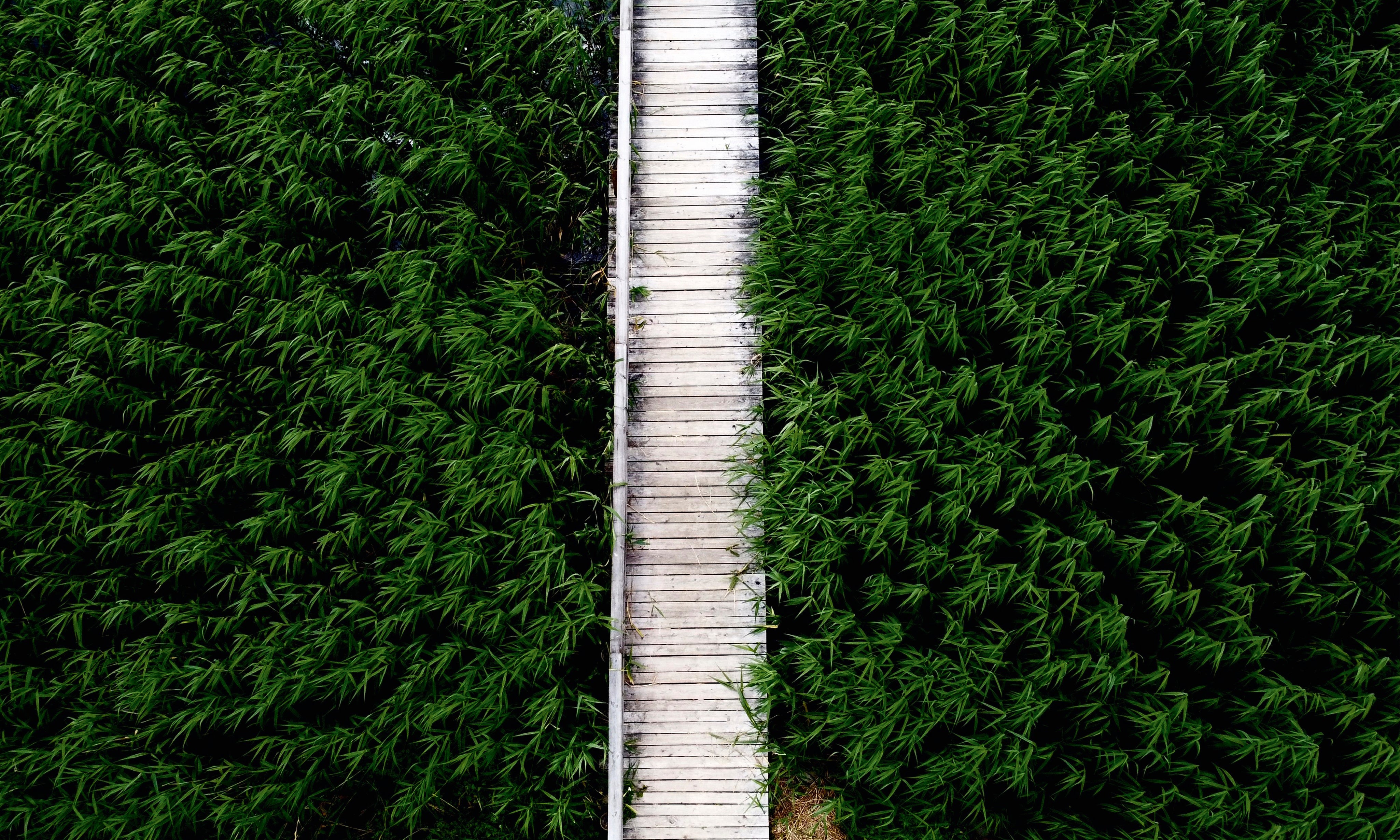 Whisperinggreenway-150x100cm.jpg