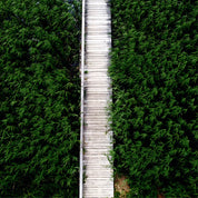 Whispering greenway