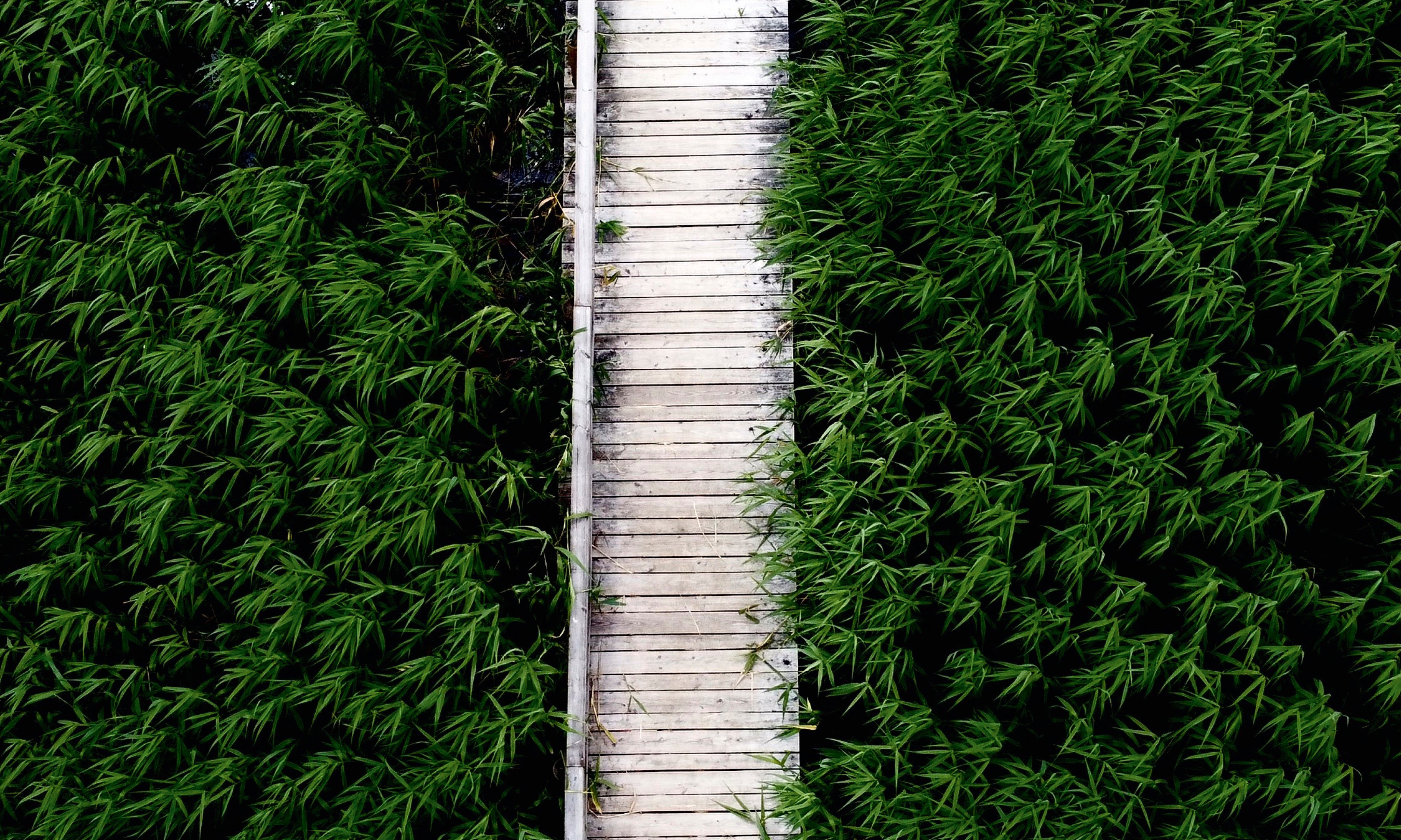 Whisperinggreenway-150x150cm.jpg