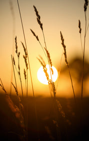 Whispers of the field