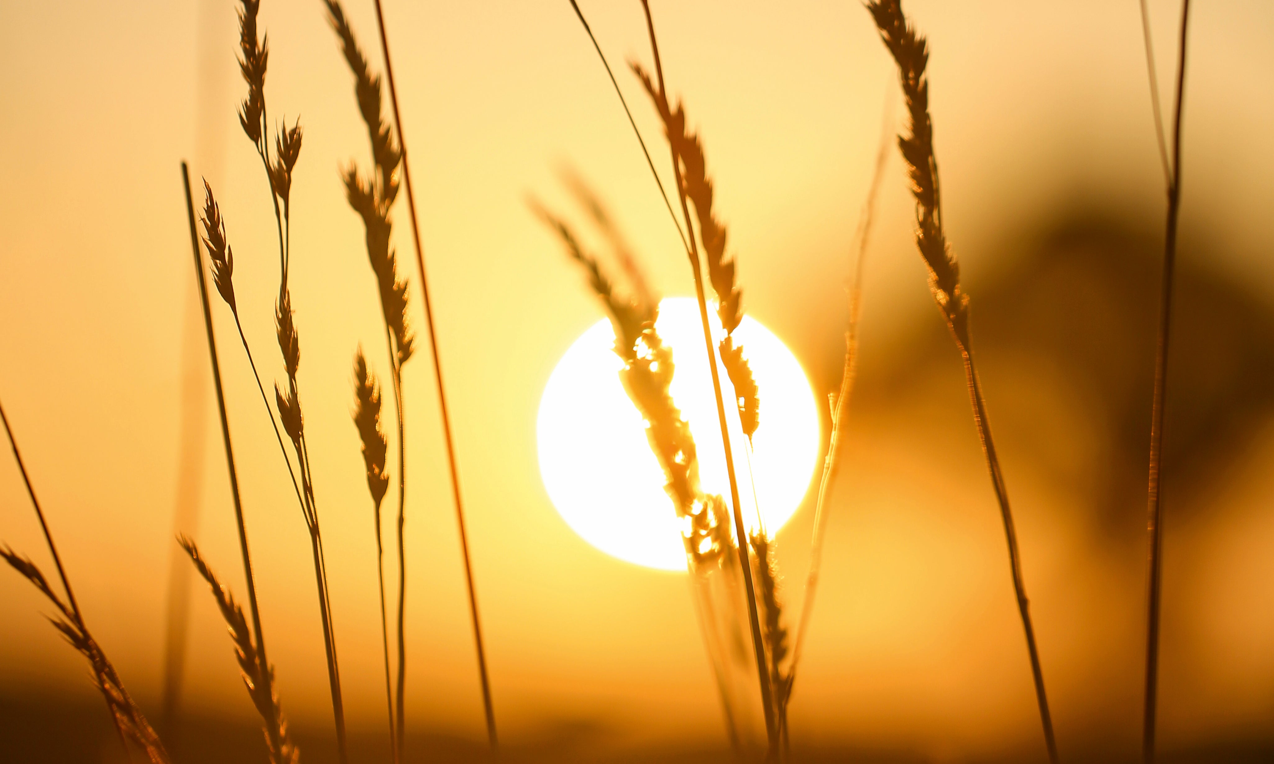 Whispersofthefield-150x100cm.jpg