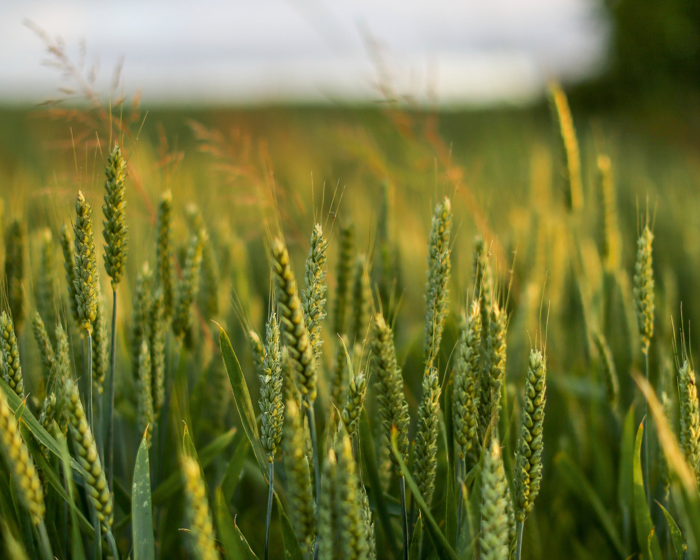 Whispersofthegrain-100x150cm.jpg