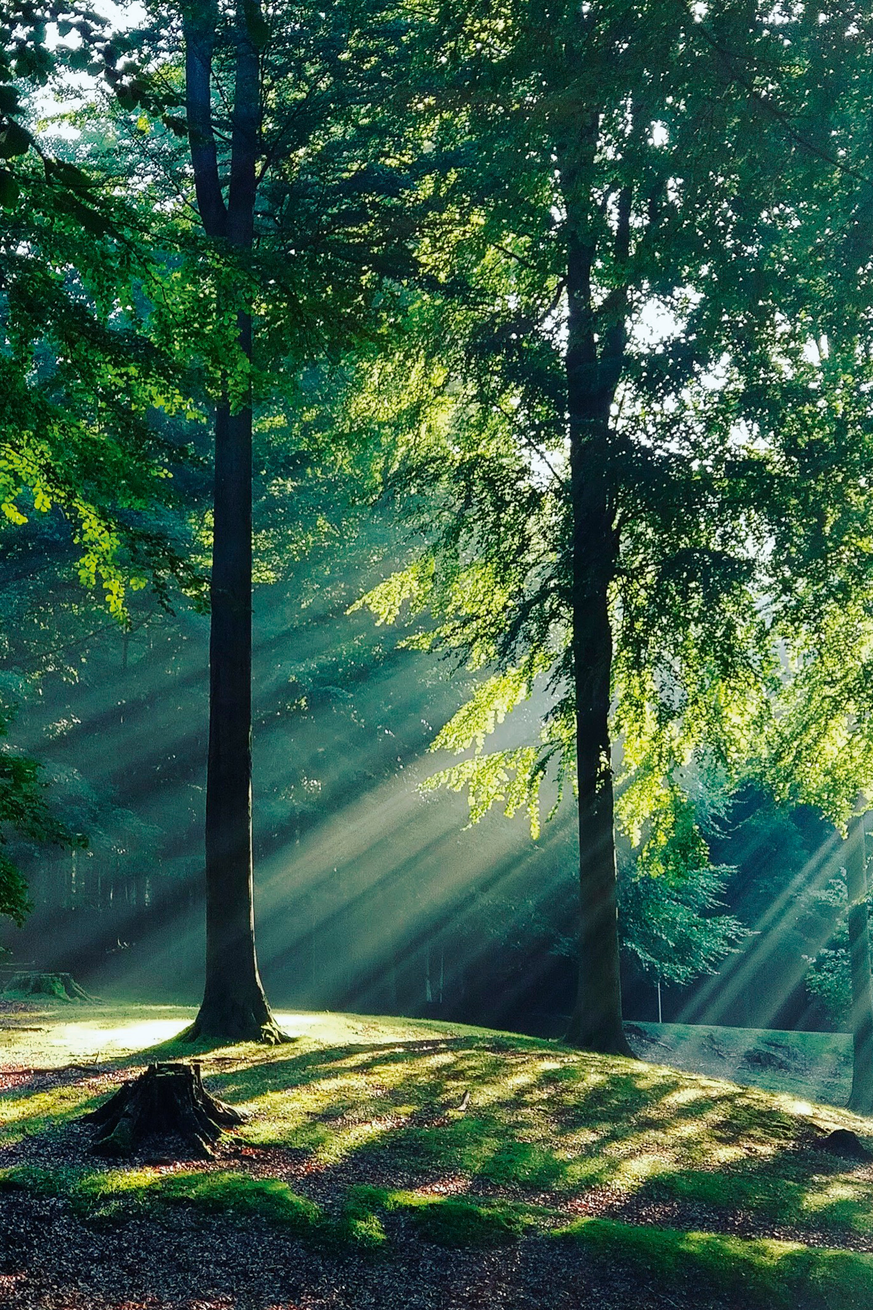 Whispers of the leaves