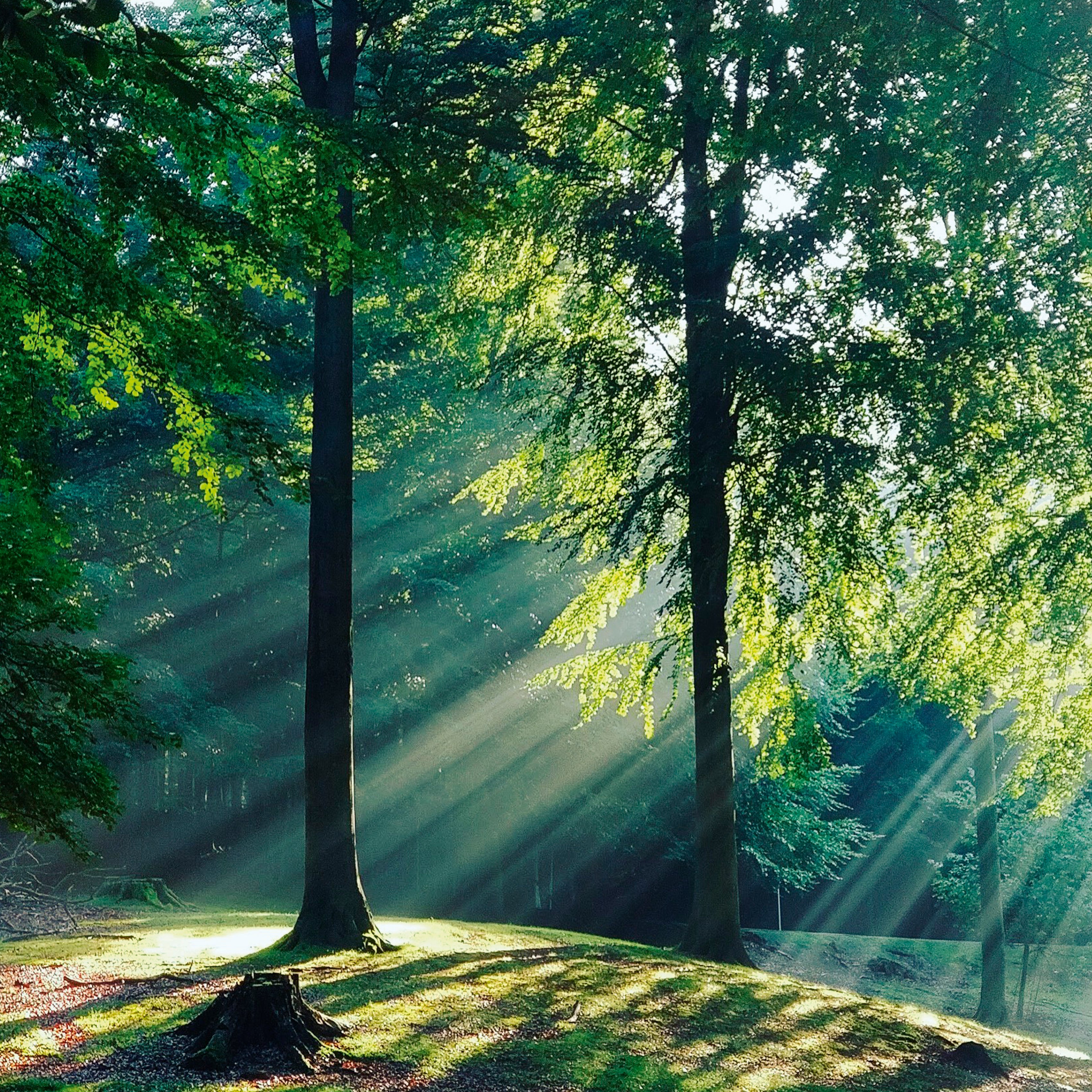 Whispers of the leaves