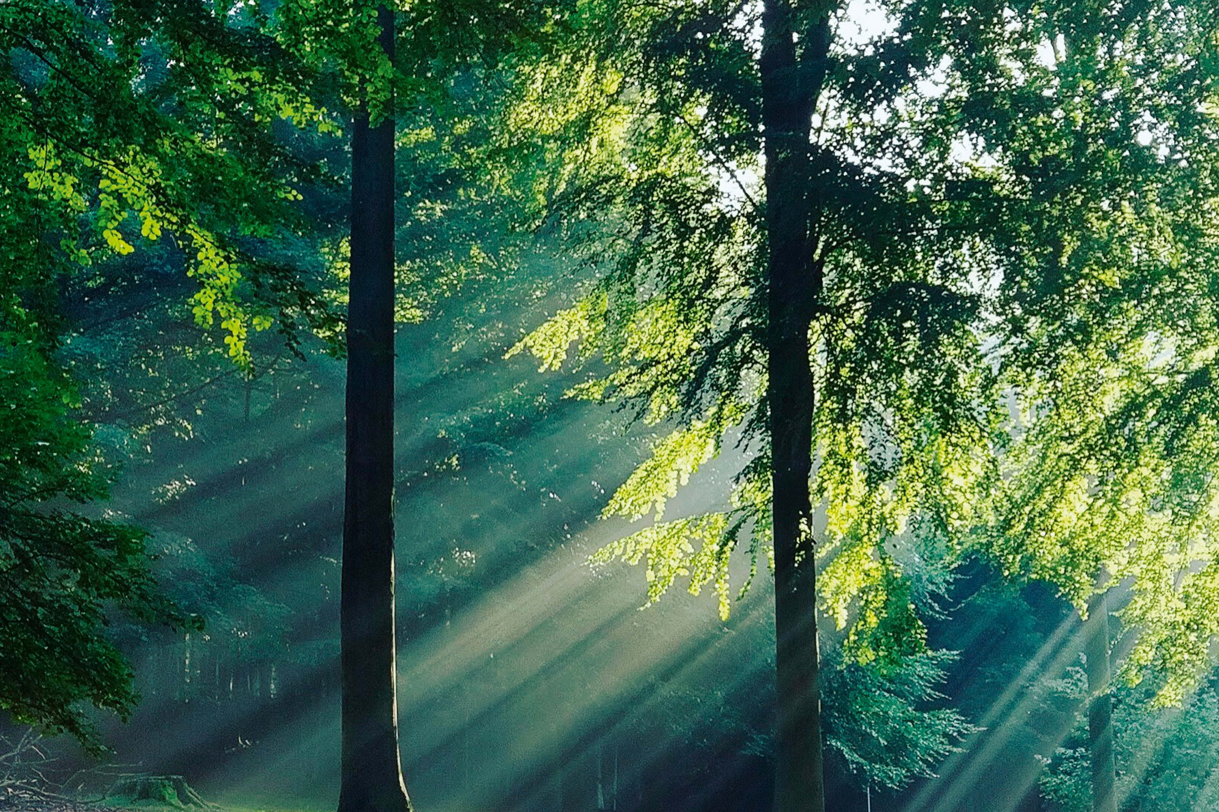 Whispers of the leaves