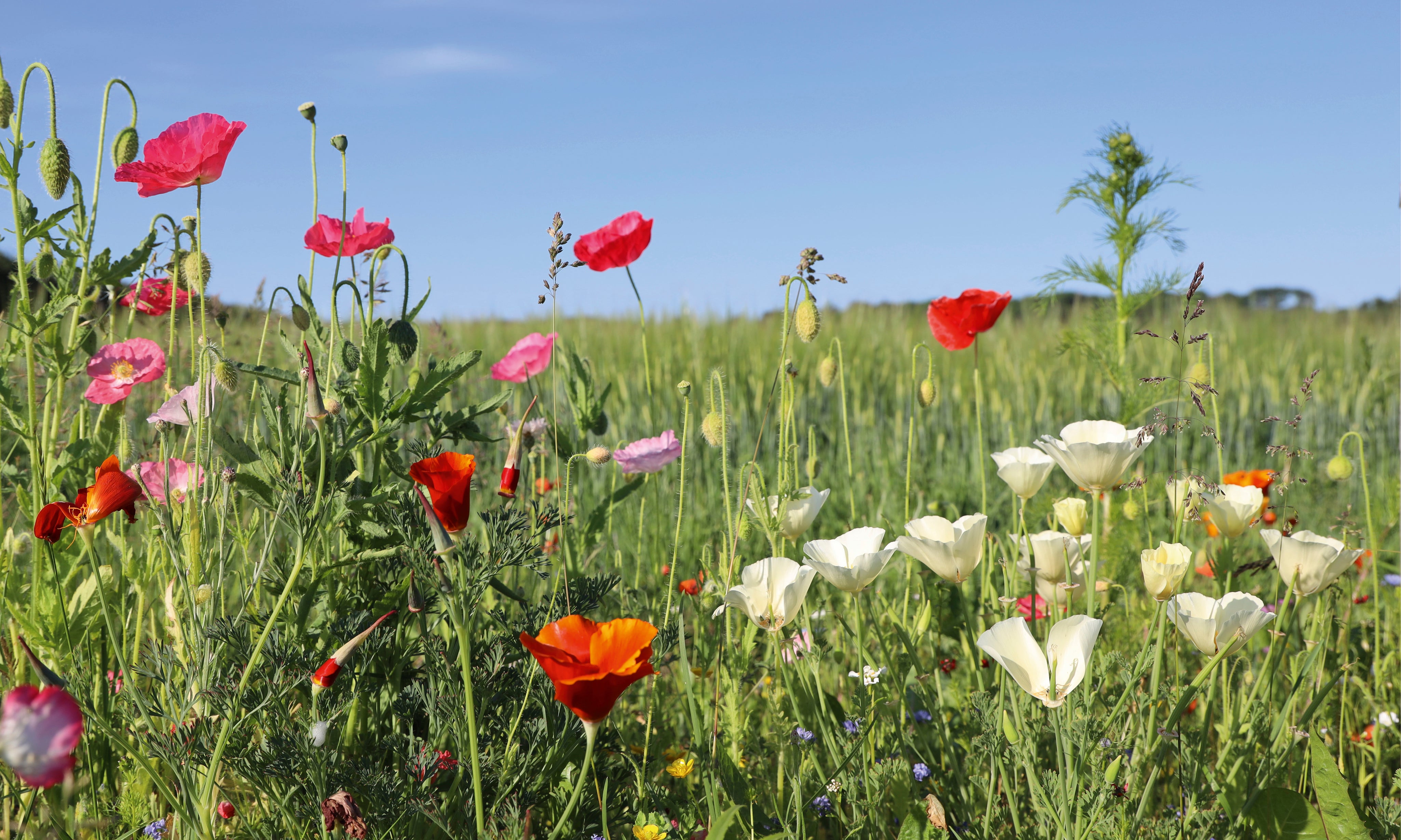 Wildflowers-150x100cm.jpg