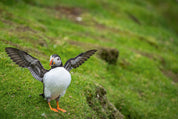 Wing stretch