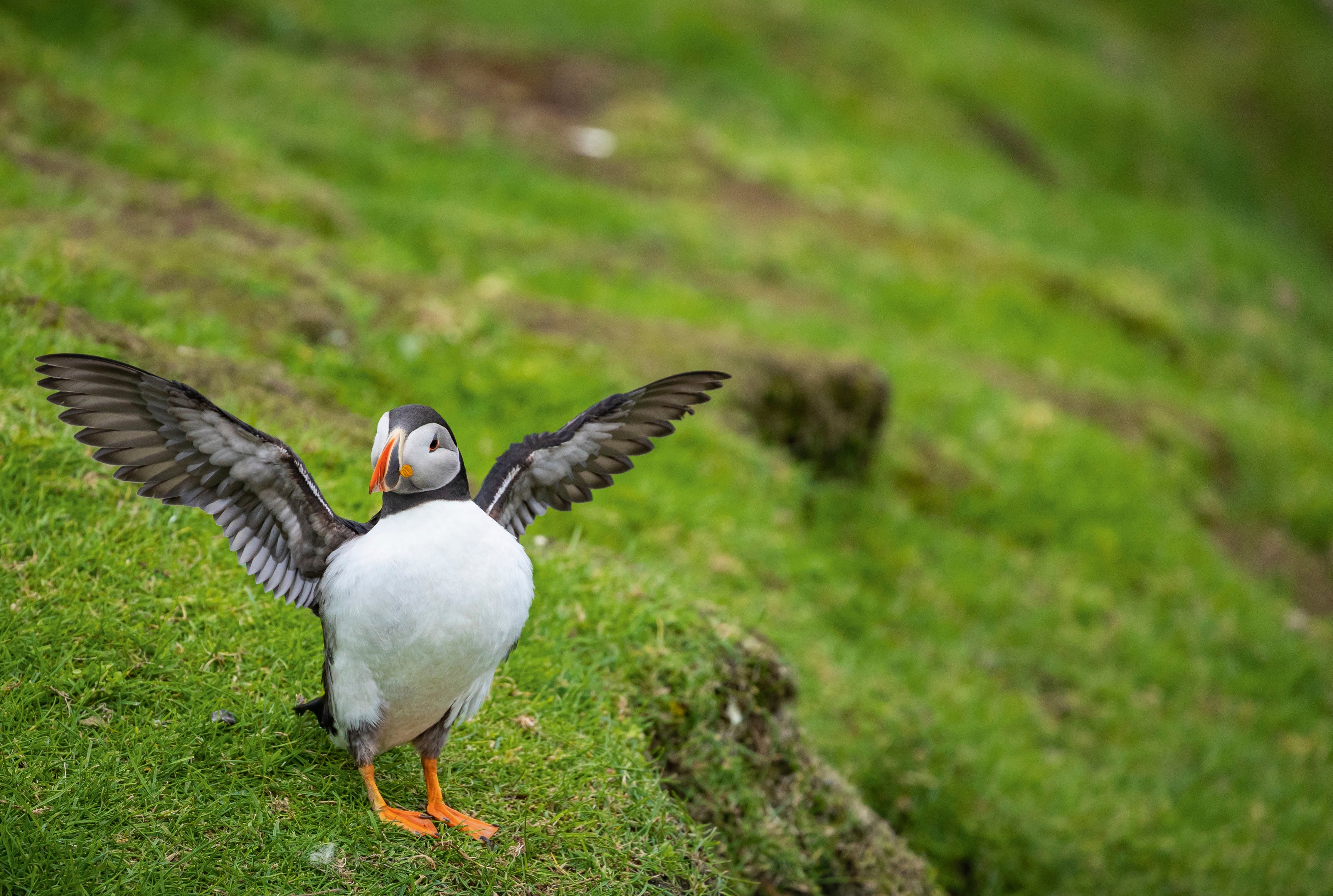 Wingstretch-120x80cm.jpg