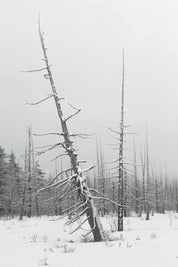 Winter cedar swamp