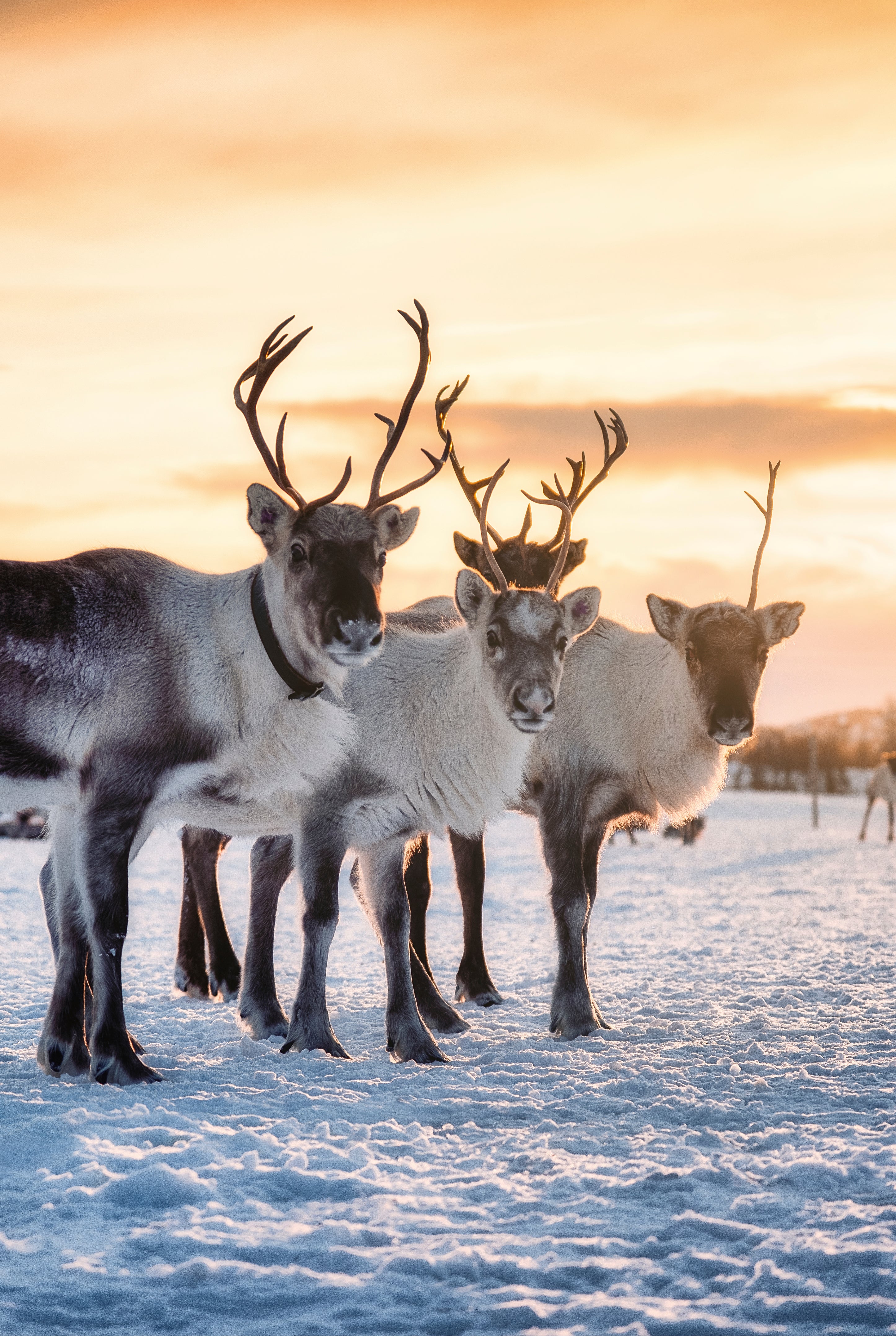 Winter antlers