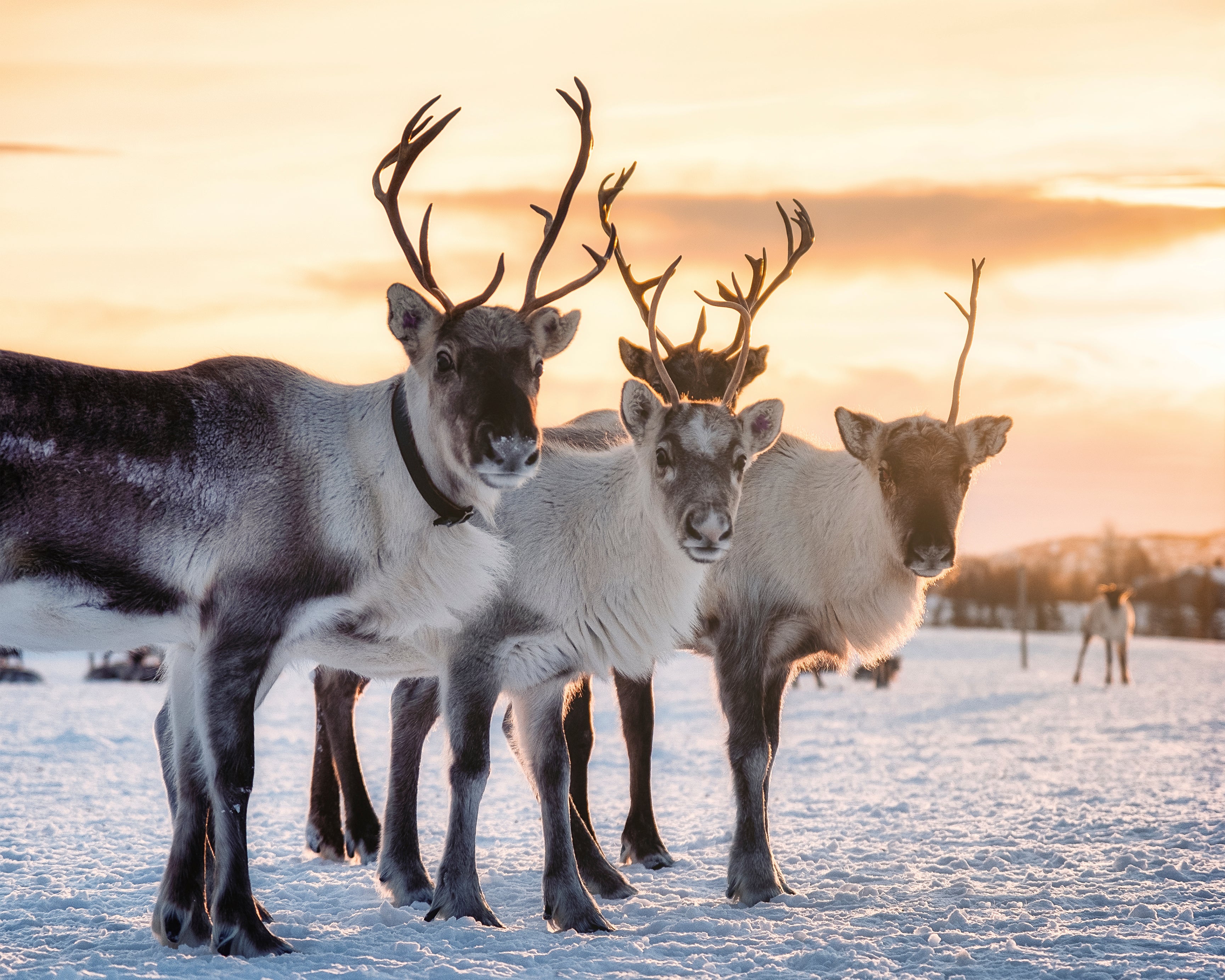 Winterantlers-120x120cm.jpg