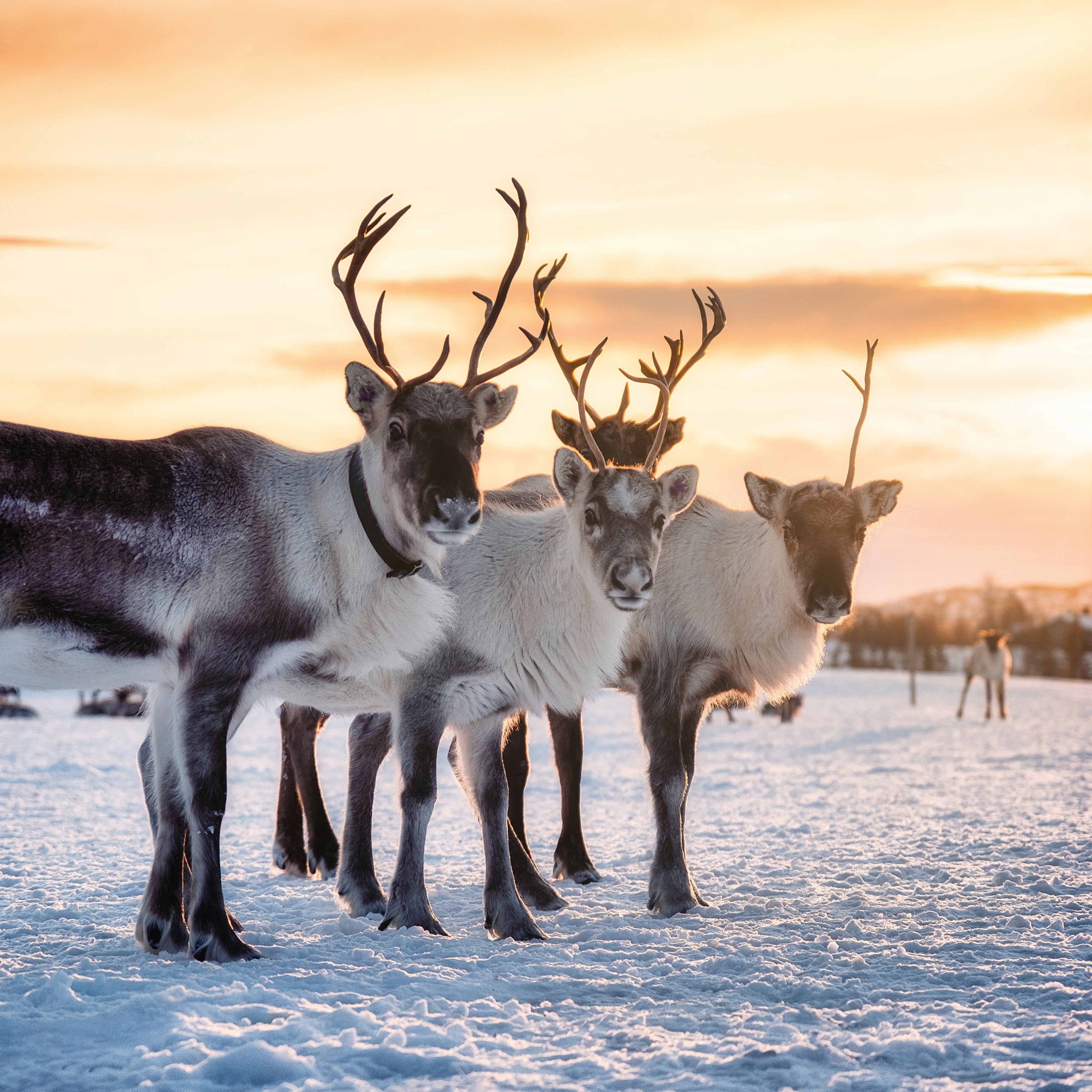 Winter antlers
