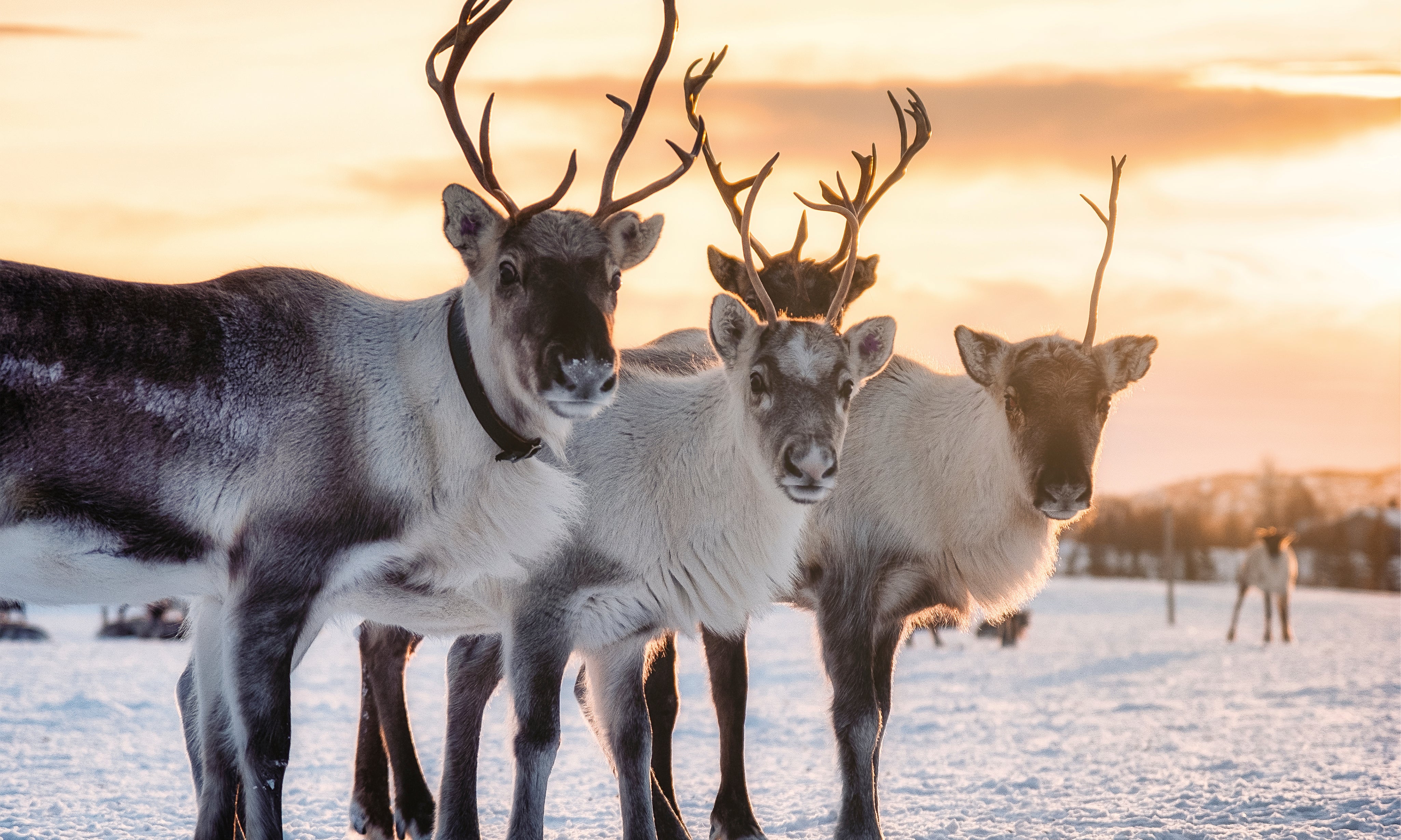 Winterantlers-150x100cm.jpg