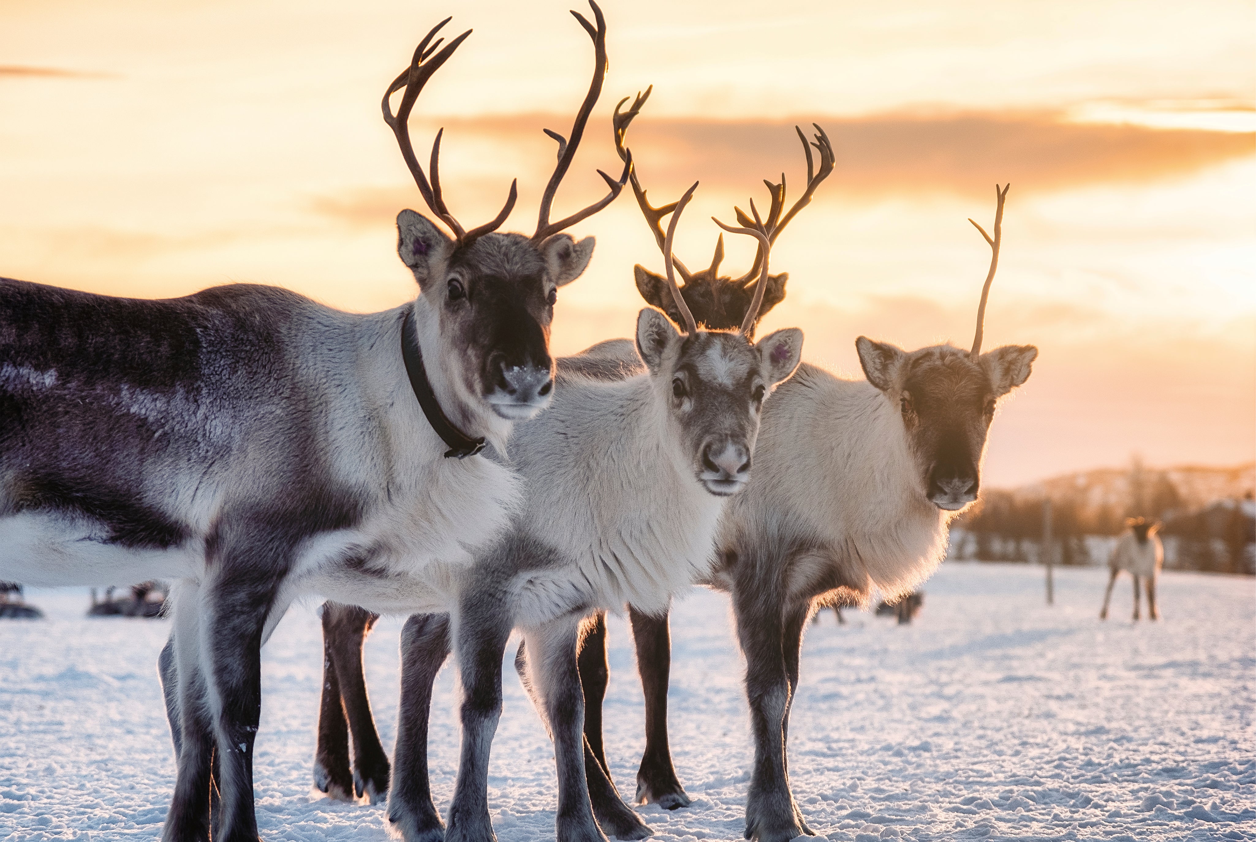 Winter antlers