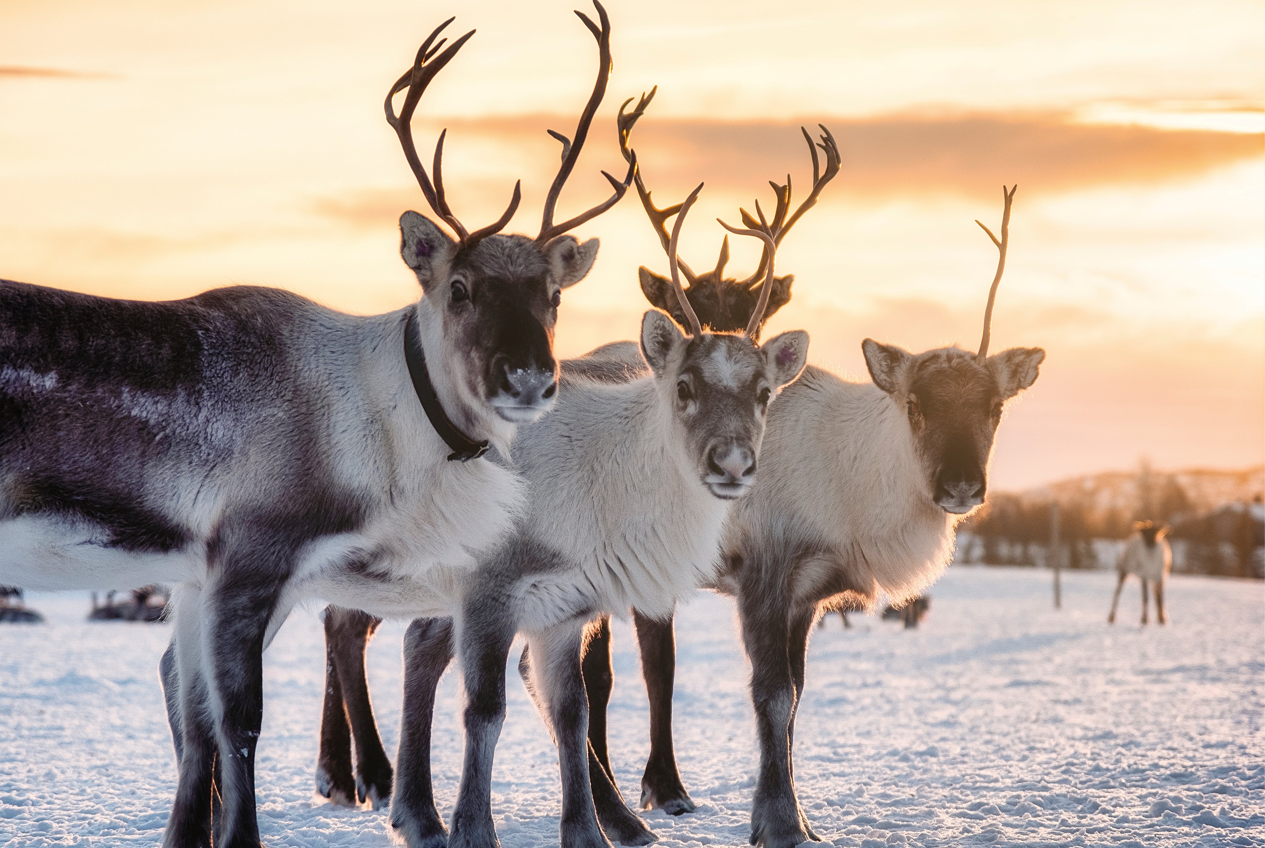 Winterantlers-150x100cm.jpg