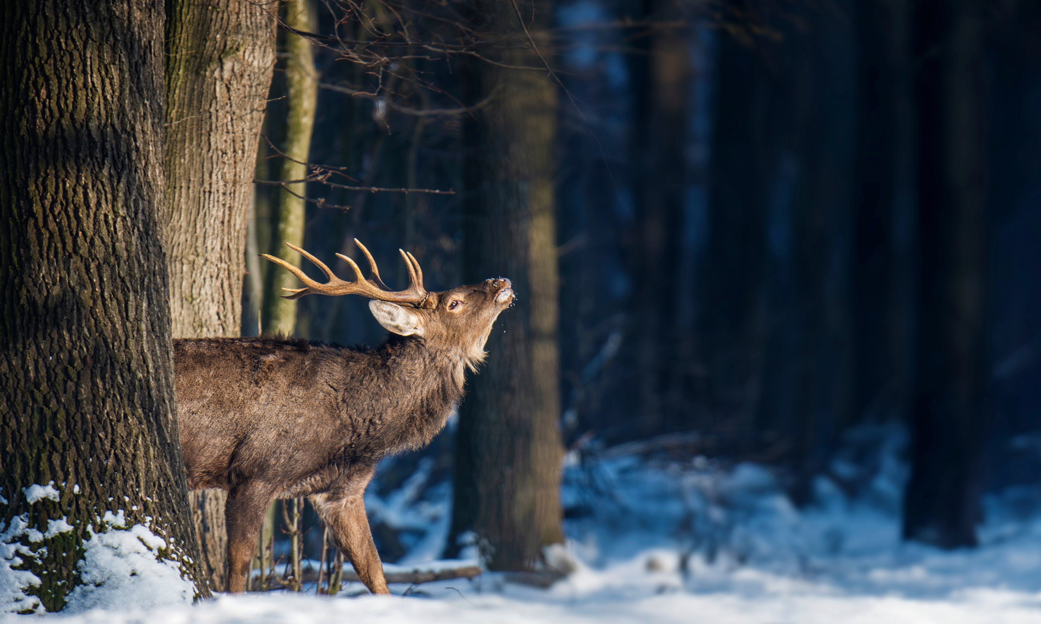 Winterstag-120x80cm.jpg