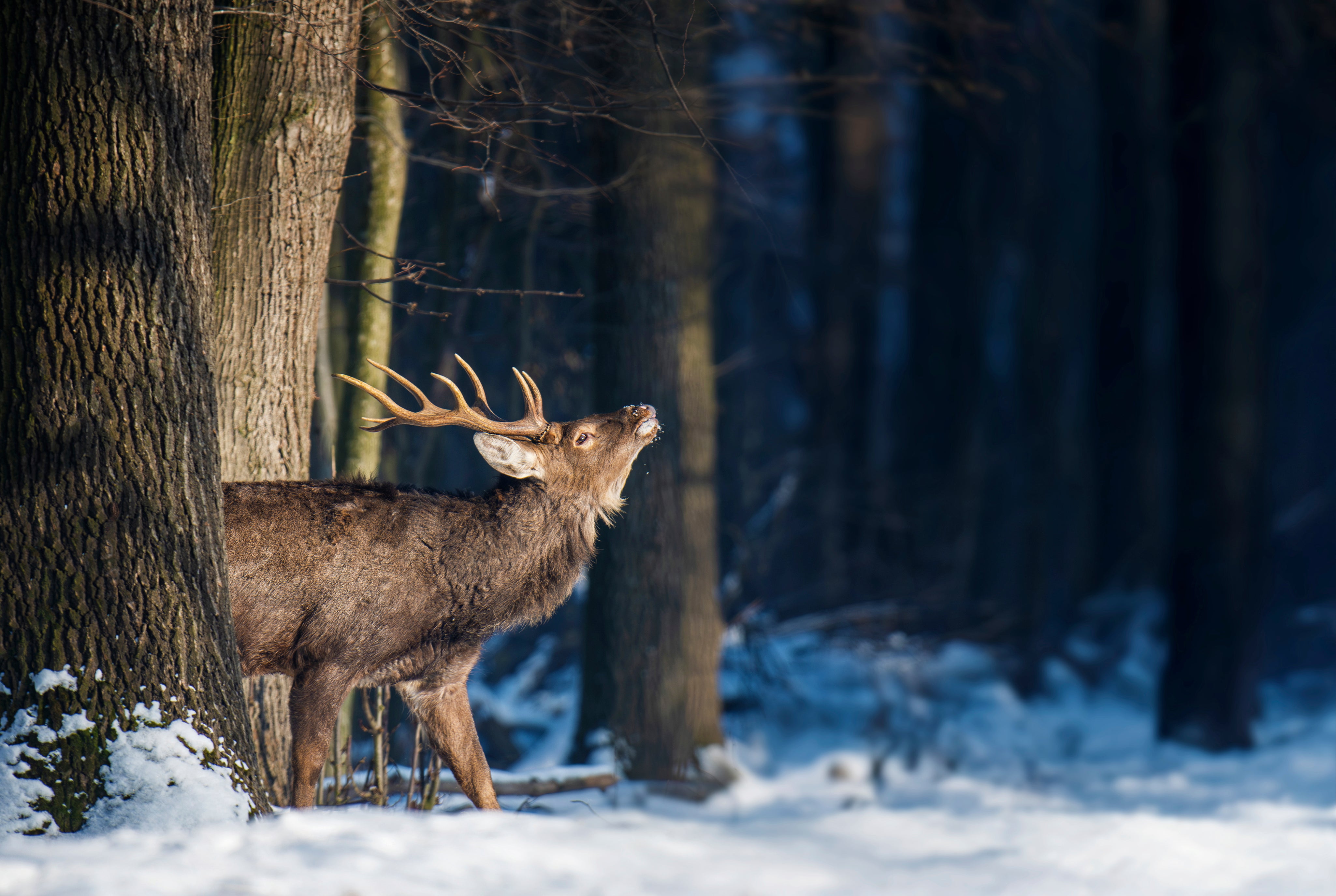 Winterstag-150x100cm.jpg