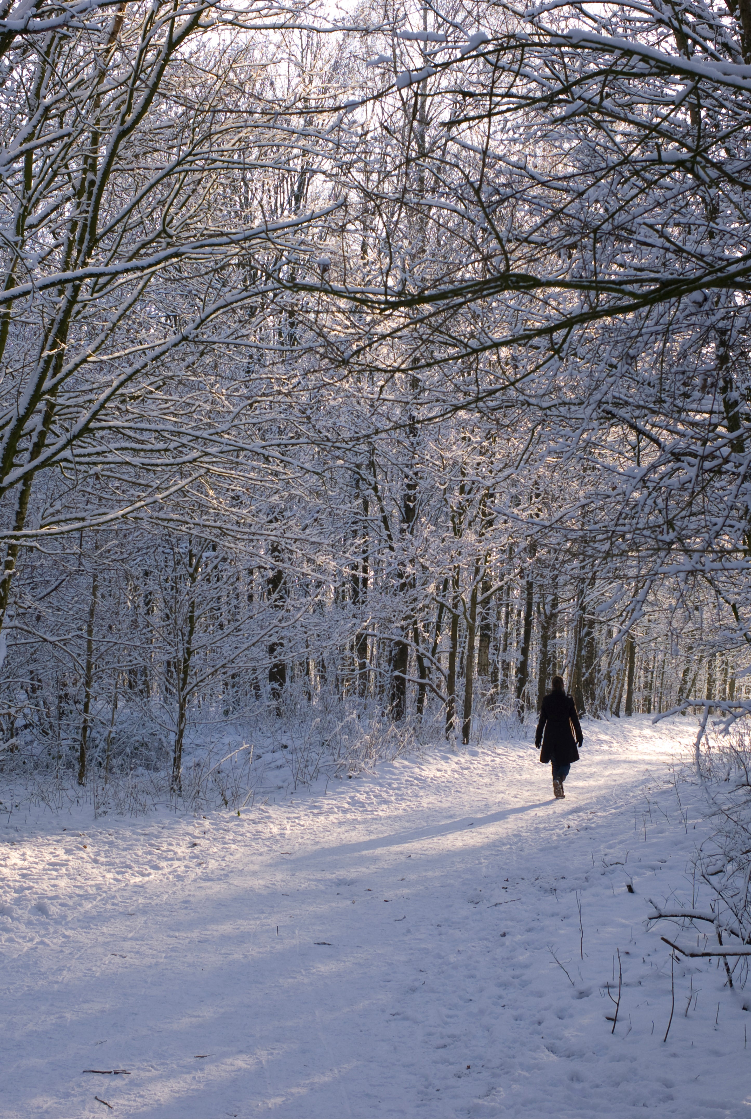 Winter wonder