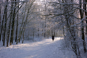 Winter wonder