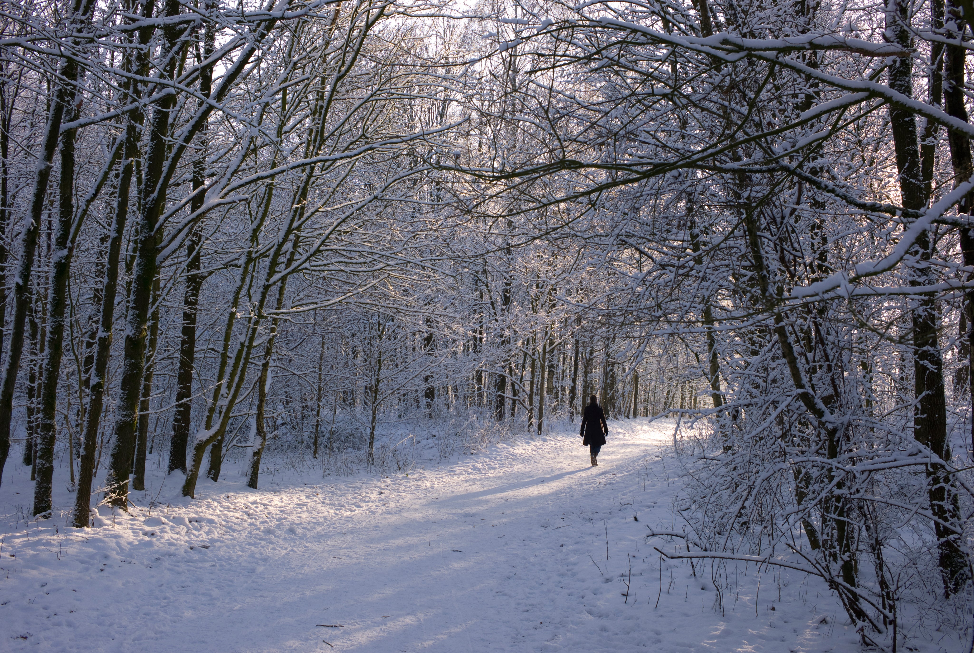 Winter wonder