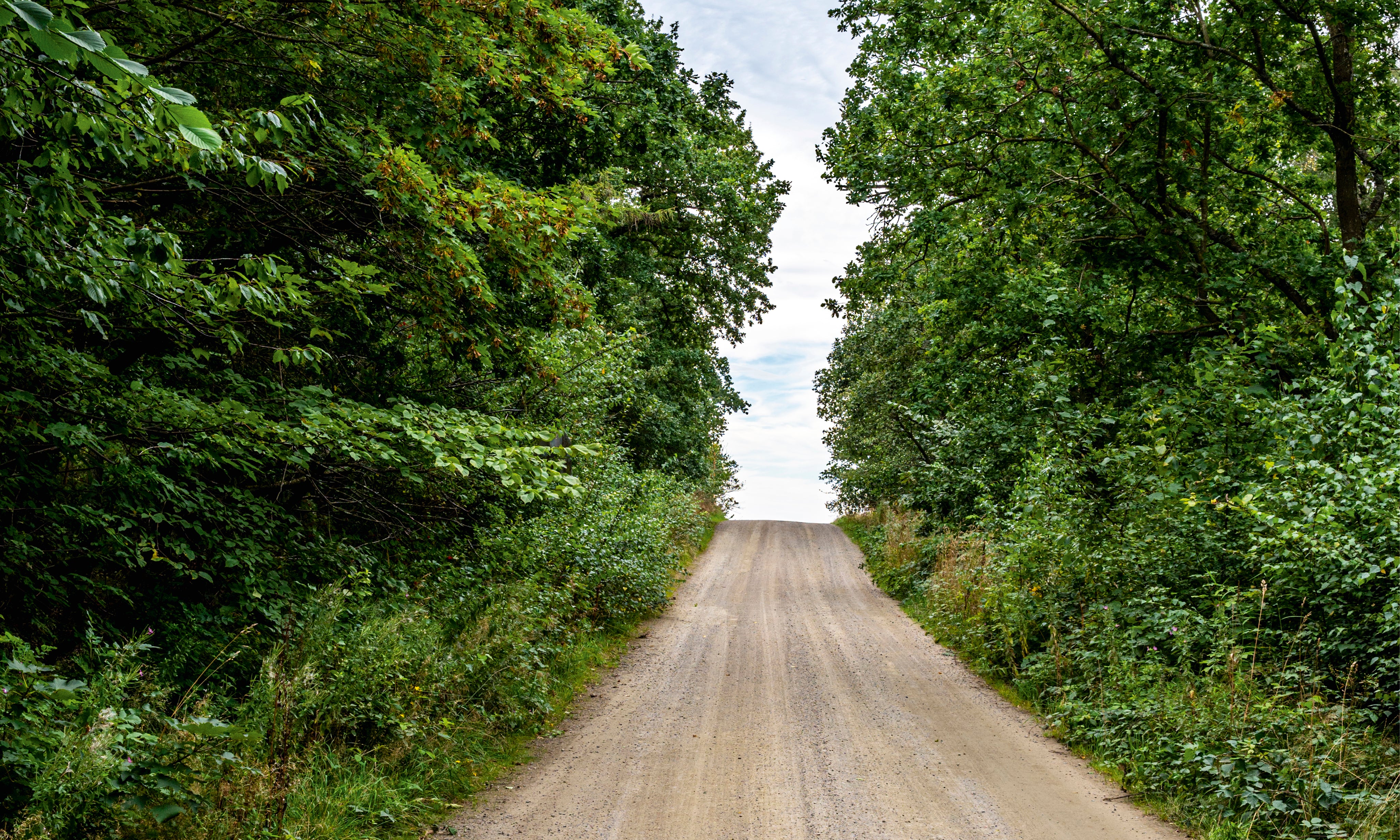 Woodlandpath-150x150cm_b766245b-c79a-4cd1-975e-908e314eea05.jpg