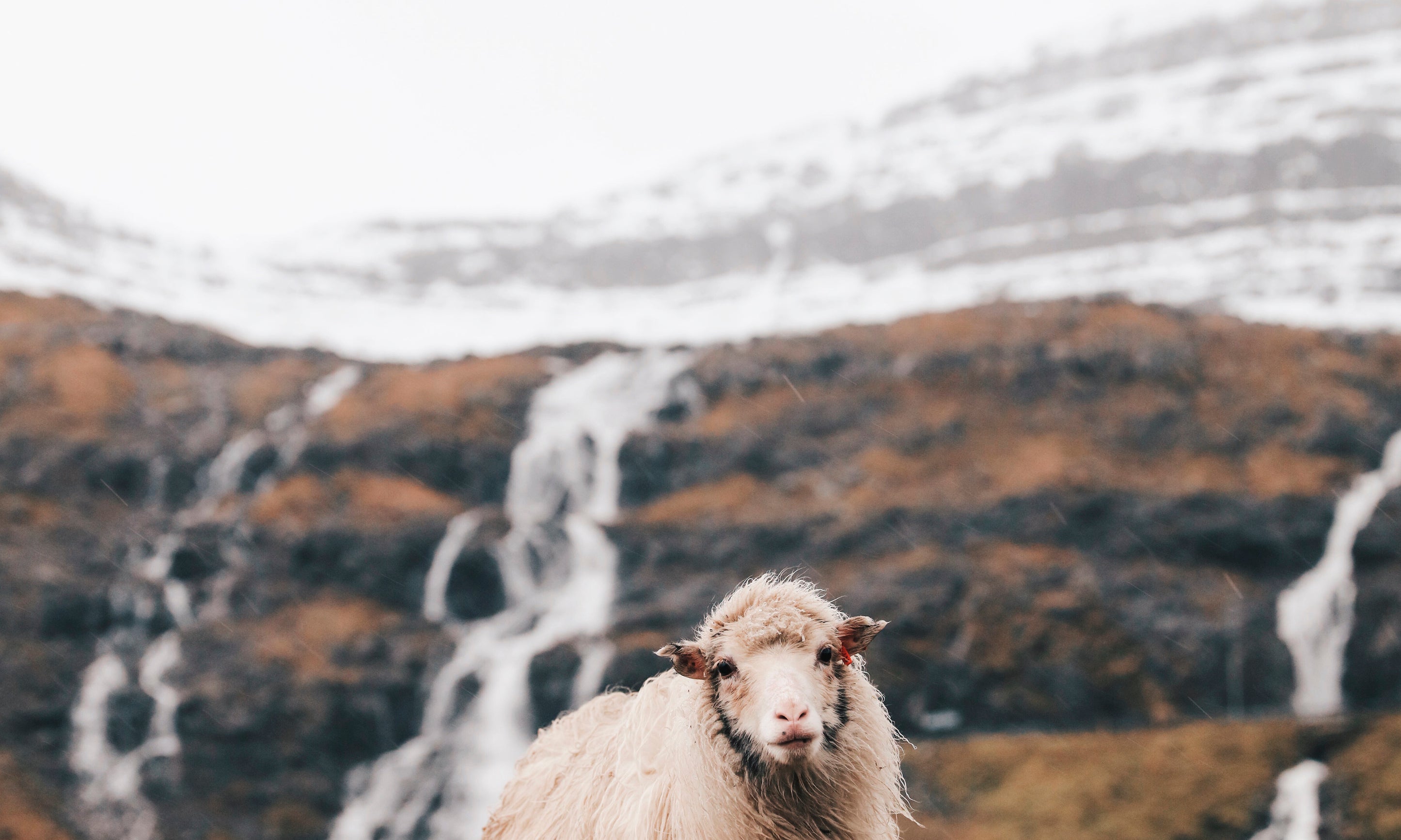 Woolandwind-100x150cm.jpg