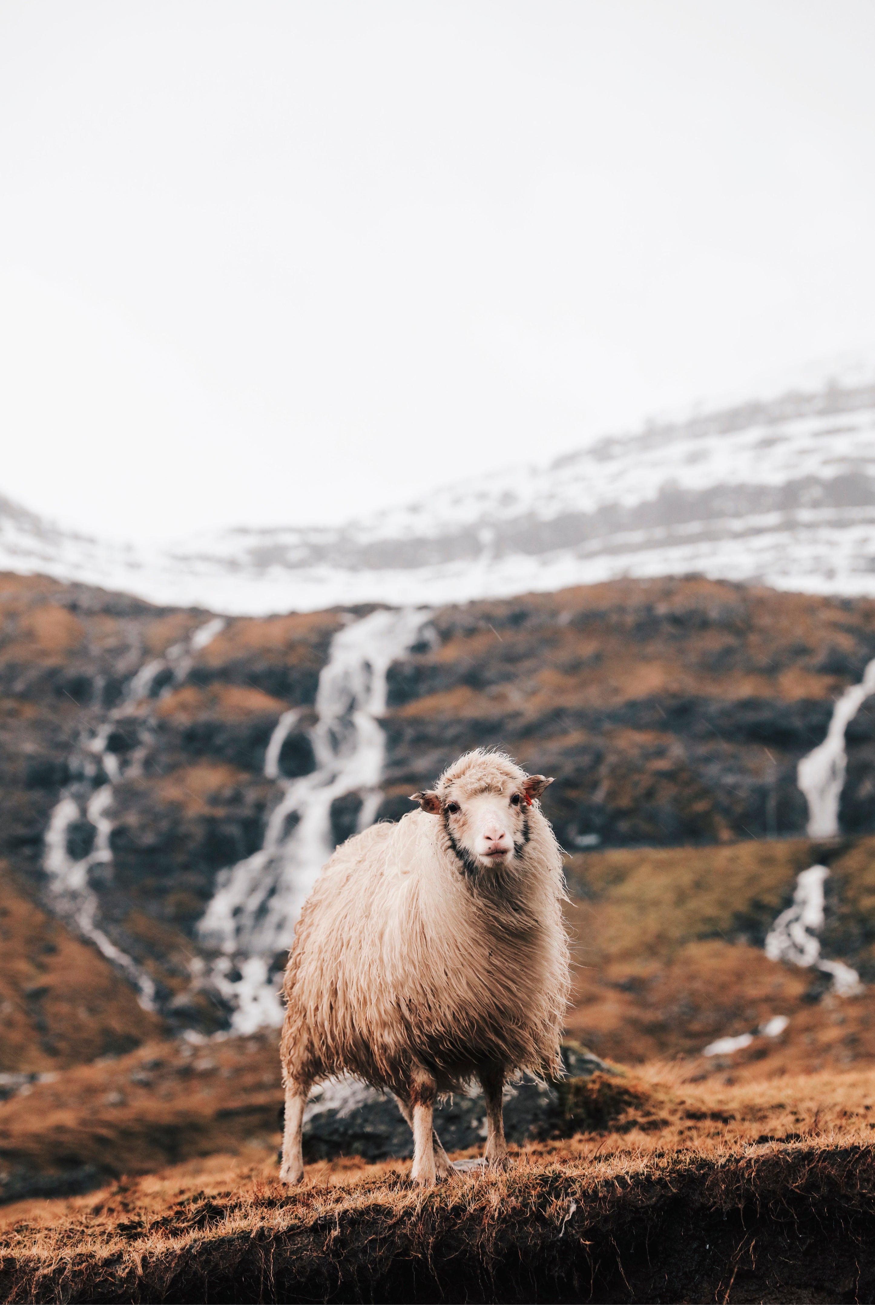 Wool and wind