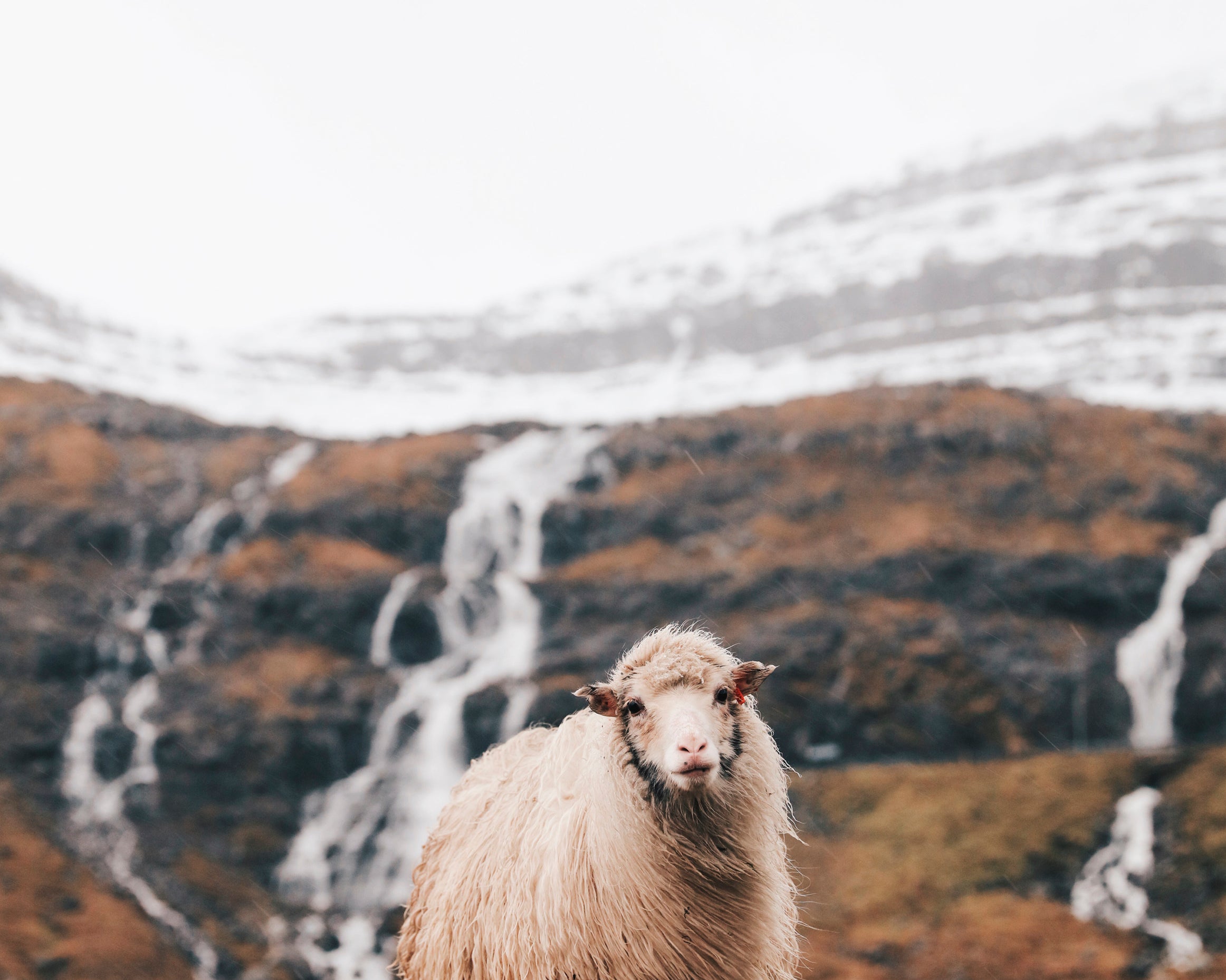 Woolandwind-80x120cm.jpg
