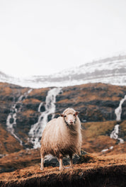 Wool and wind