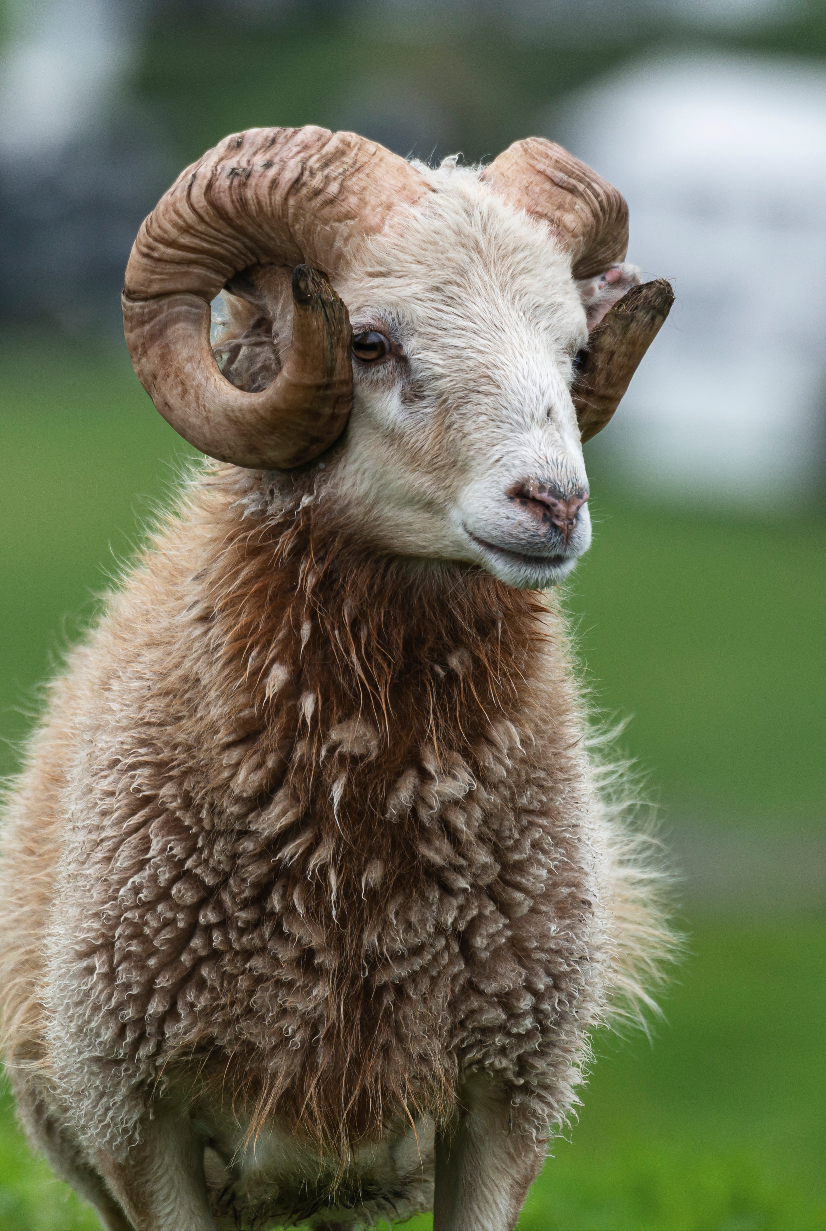 Wool crown