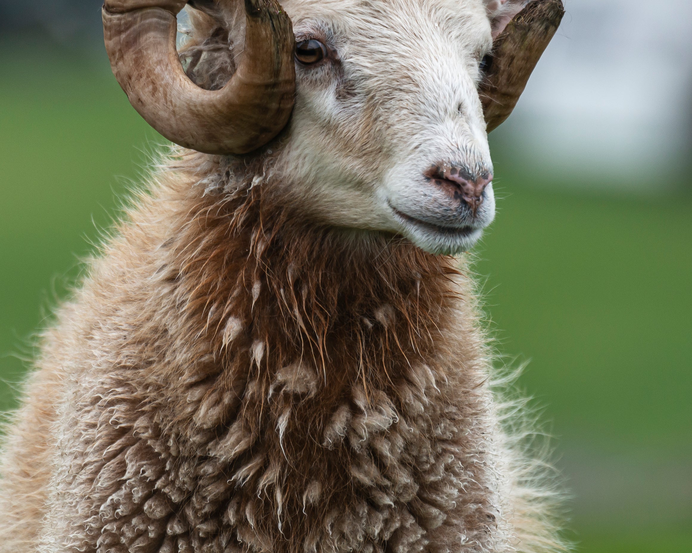 Woolcrown-80x120cm.jpg