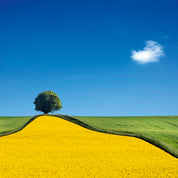 Yellowcurve