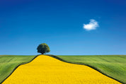Yellowcurve