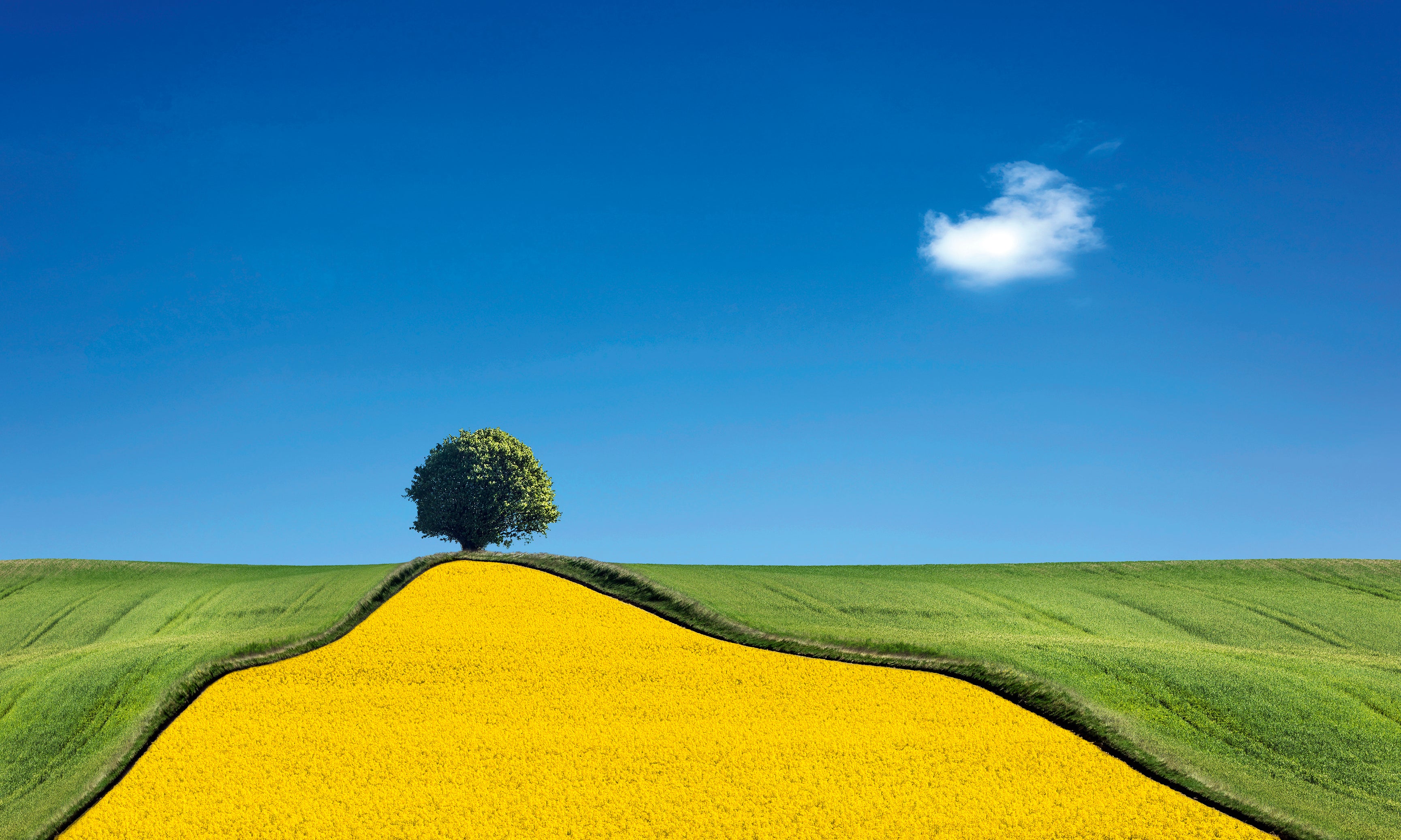 Yellowcurve-120x80cm.jpg