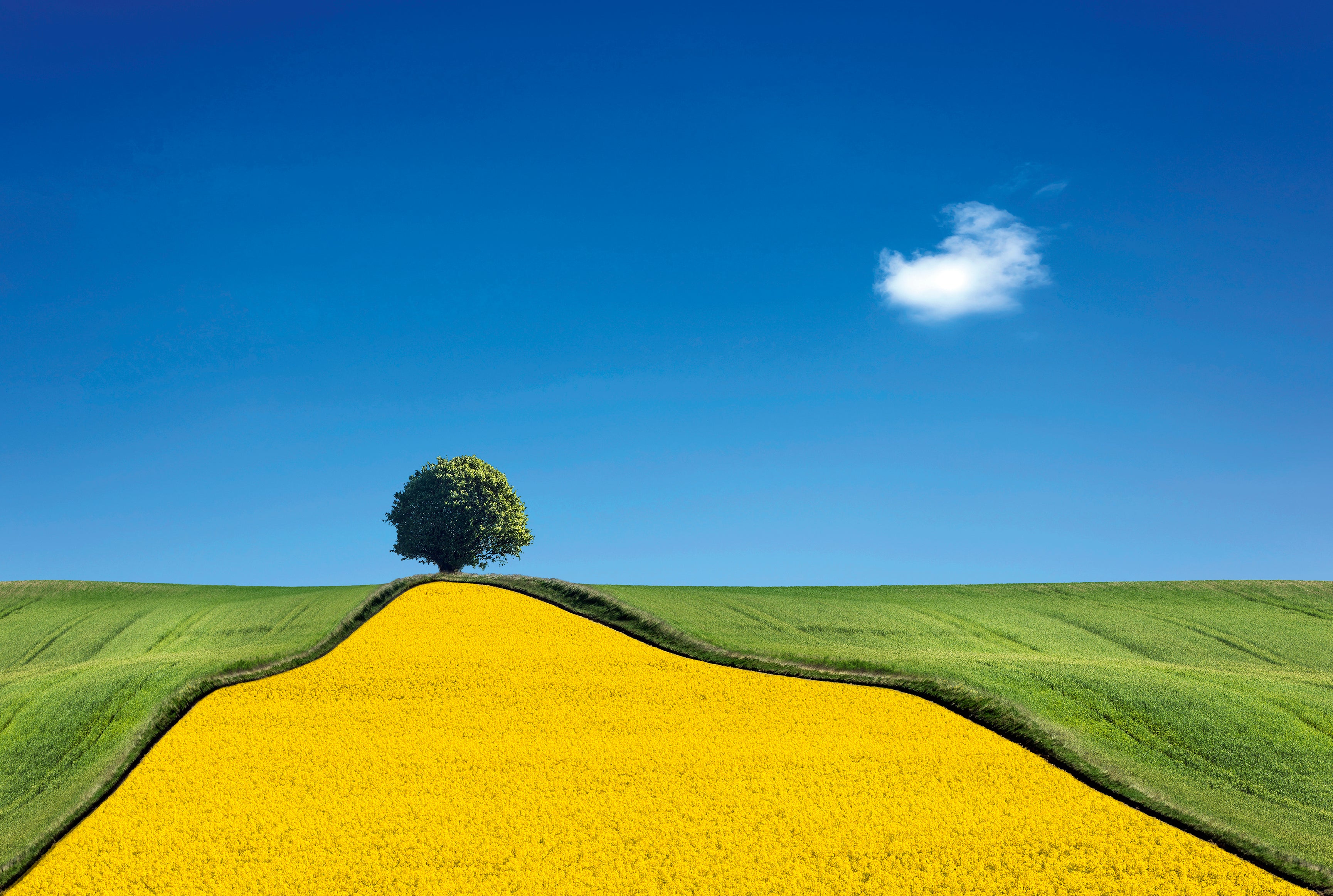 Yellowcurve